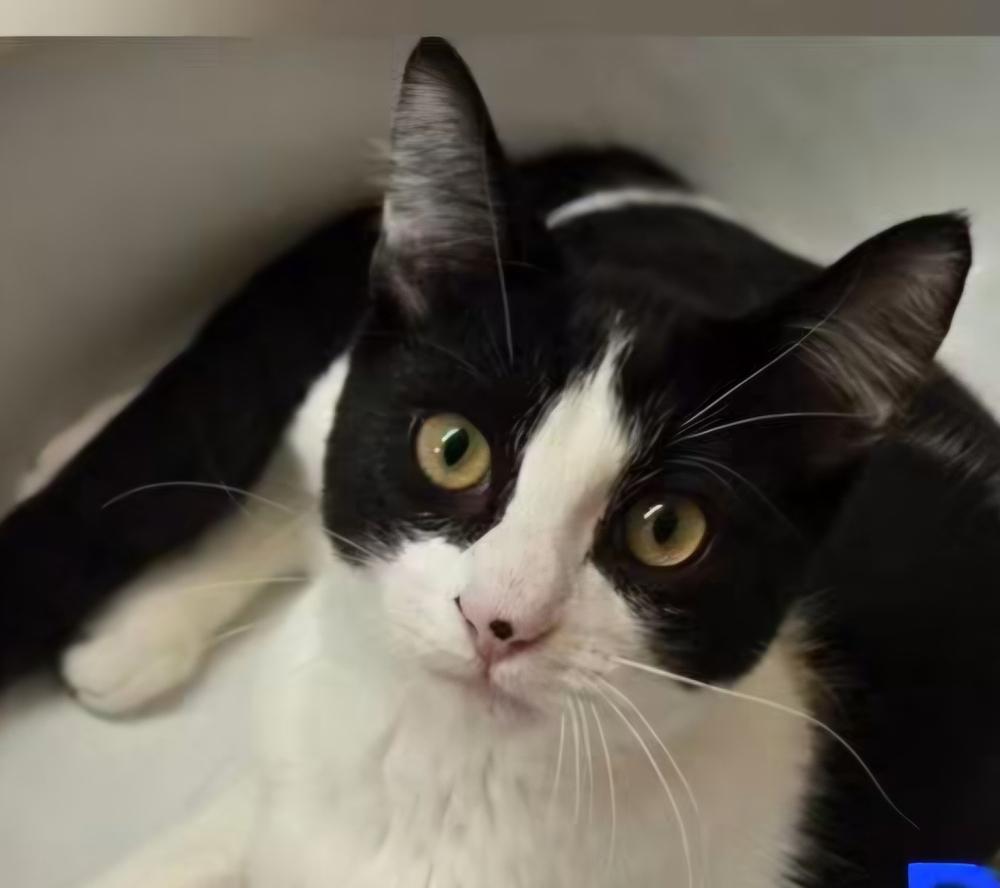 Enlarge Birch, a Adoptable Domestic Short Hair in Salinas, CA image 3/6