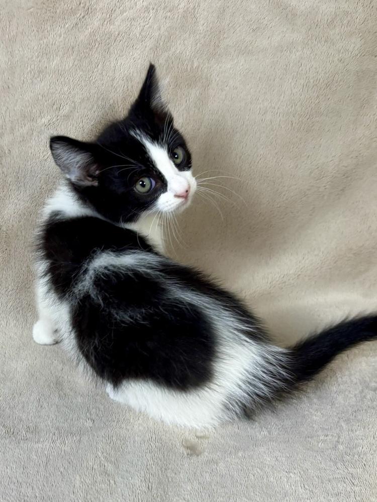 Enlarge Birch, a Adoptable Domestic Short Hair in Salinas, CA image 4/6