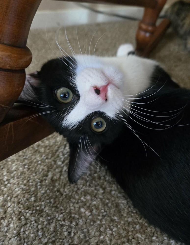 Enlarge Birch, a Adoptable Domestic Short Hair in Salinas, CA image 5/6