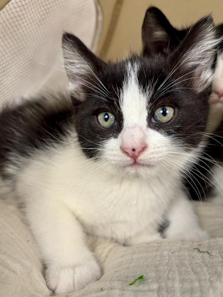 Enlarge Birch, a Adoptable Domestic Short Hair in Salinas, CA image 6/6