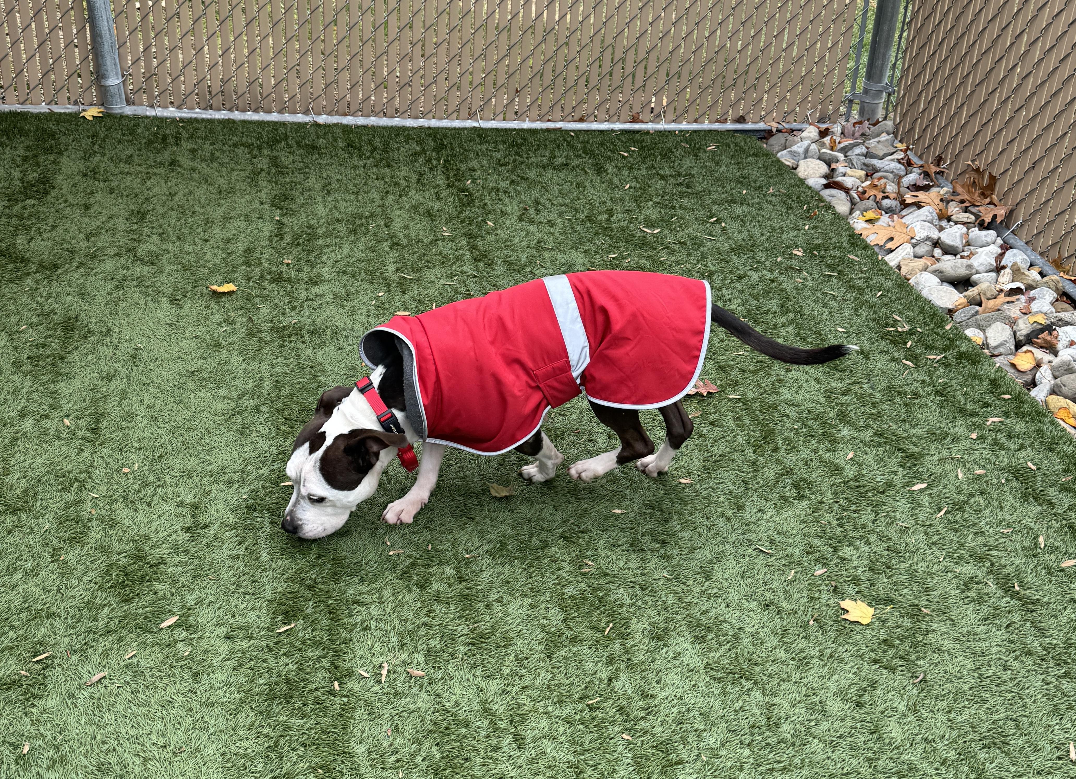 JUNO - Sweet and petite, but abandoned and needs a new home. Look -