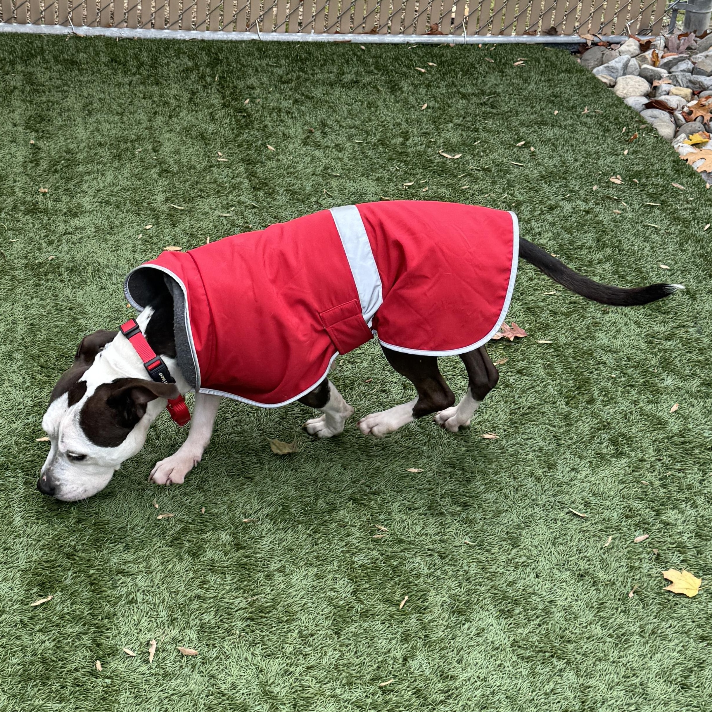 Enlarge JUNO - Sweet and petite, but abandoned and needs a new home. Look -, a Adoptable American Staffordshire Terrier in Clifton, NJ image 5/6
