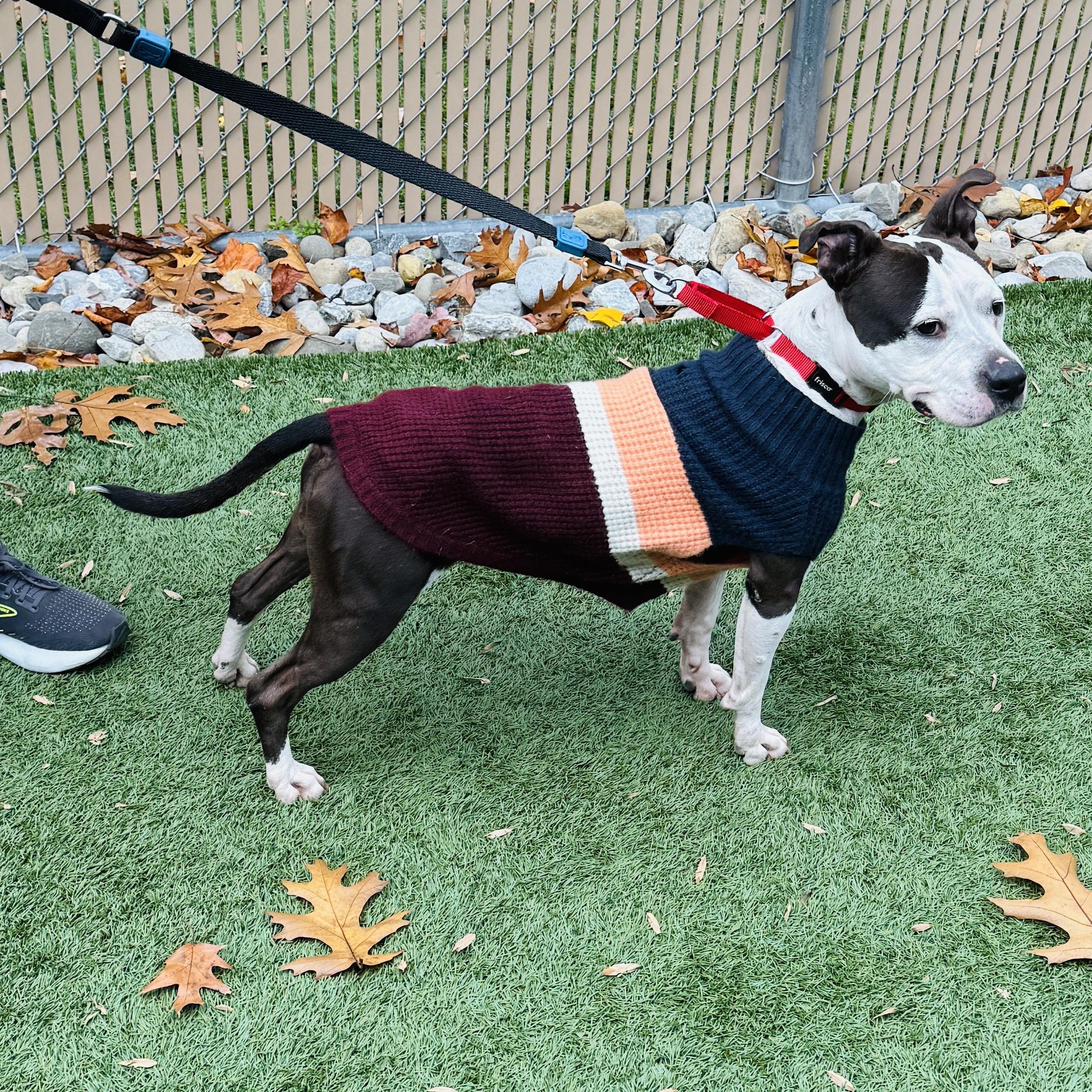 JUNO - Sweet and petite, but abandoned and needs a new home. Look -, Adoptable, Adult Female American Staffordshire Terrier.