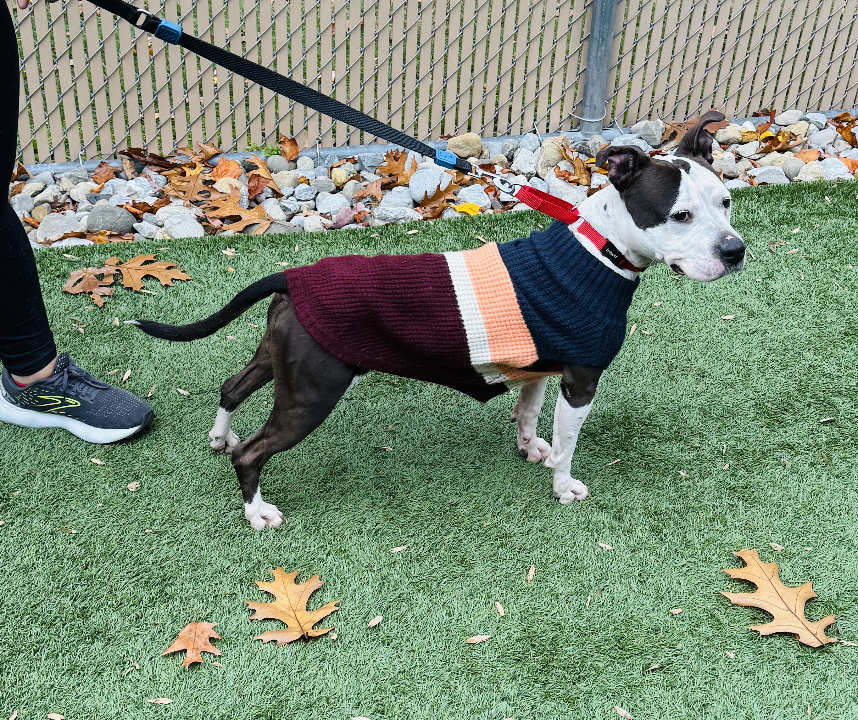 JUNO - Sweet and petite, but abandoned and needs a new home. Look -