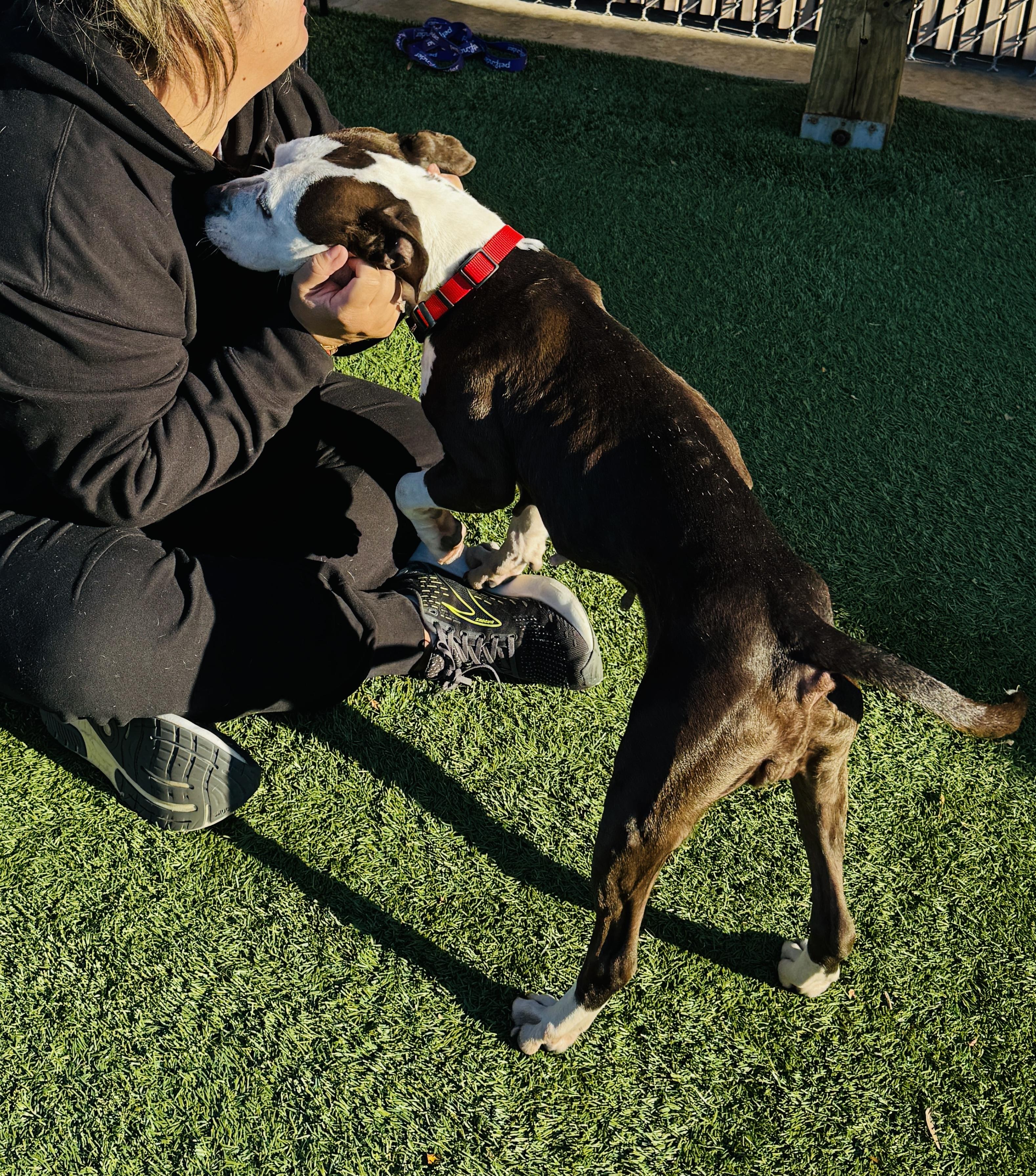 JUNO - Sweet and petite, but abandoned and needs a new home. Look -