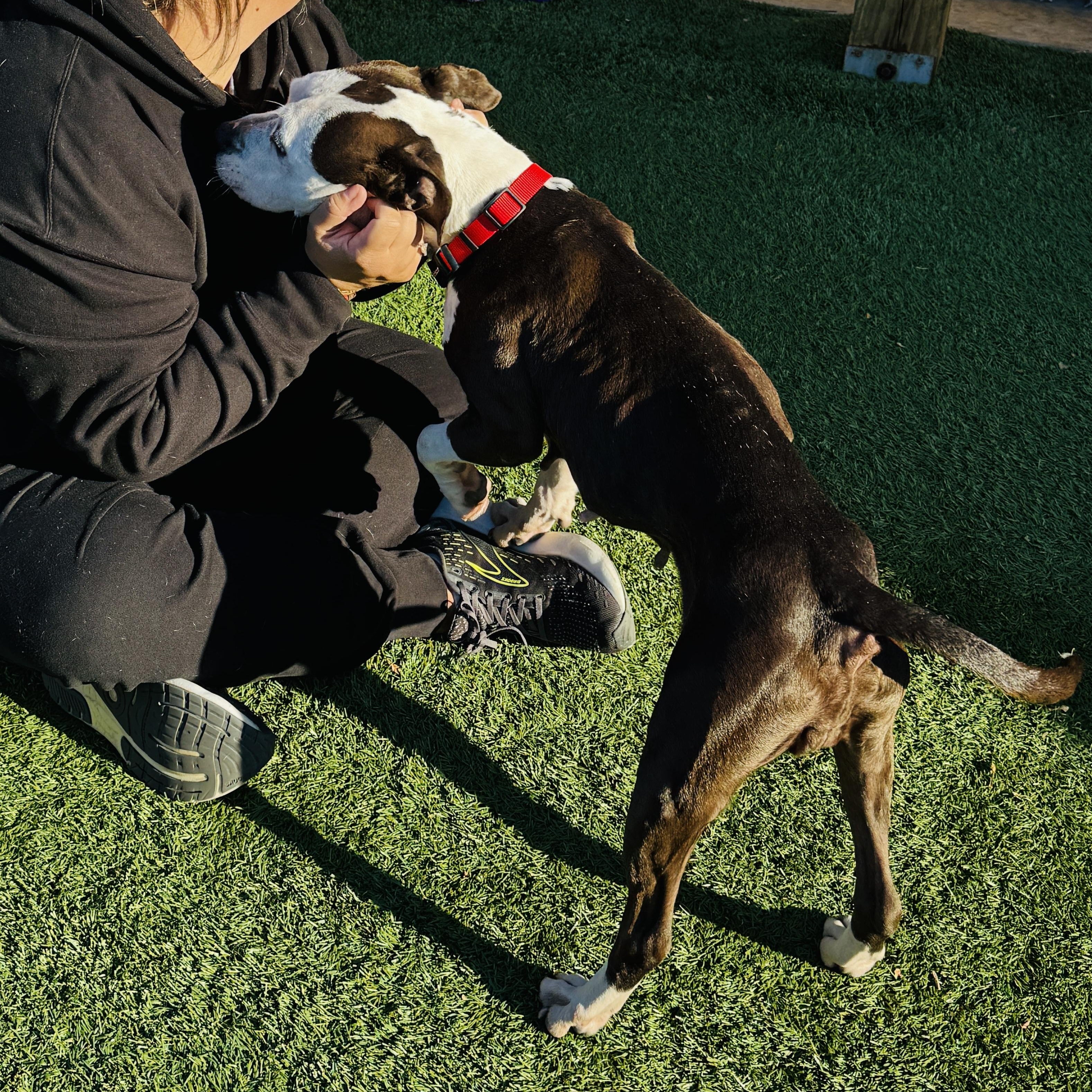 Enlarge JUNO - Sweet and petite, but abandoned and needs a new home. Look -, a Adoptable American Staffordshire Terrier in Clifton, NJ image 2/6
