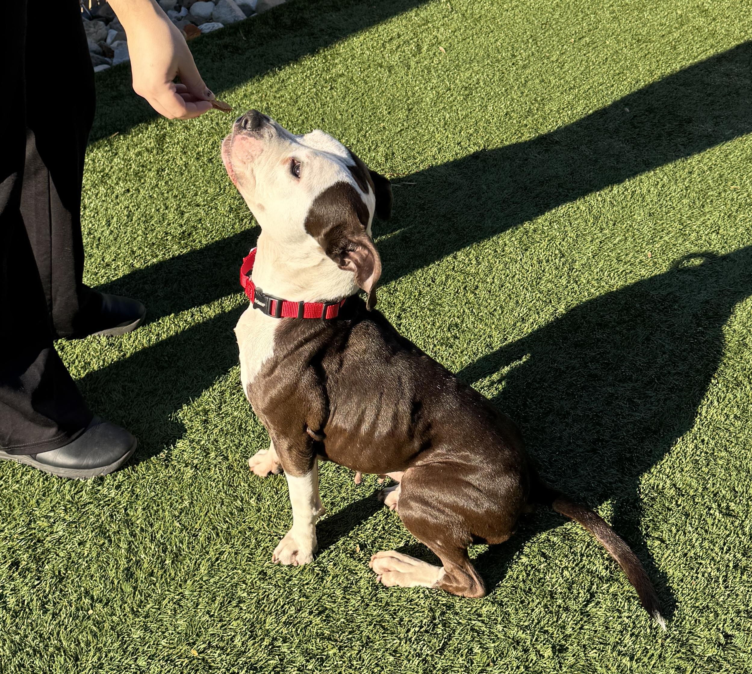 JUNO - Sweet and petite, but abandoned and needs a new home. Look -