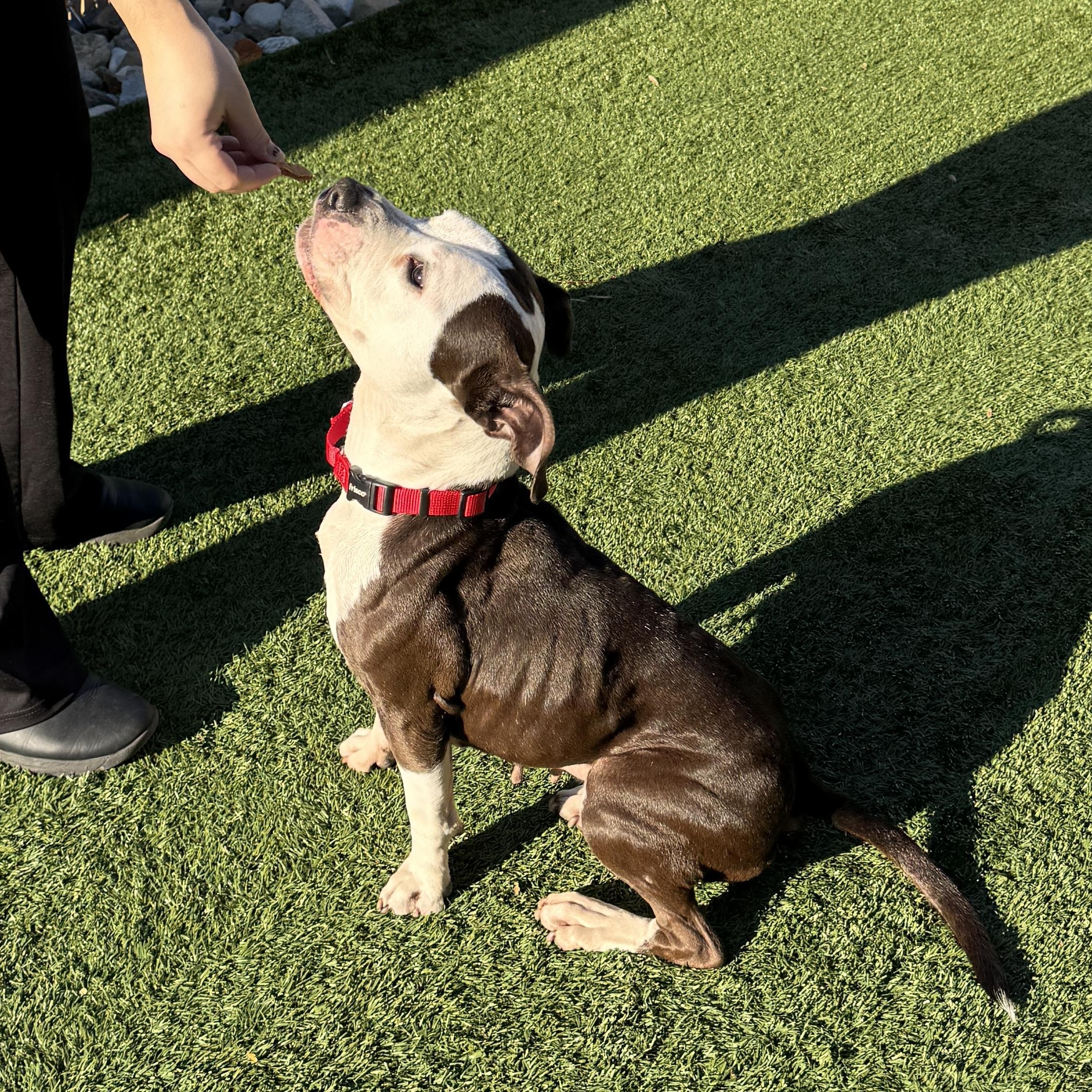 Enlarge JUNO - Sweet and petite, but abandoned and needs a new home. Look -, a Adoptable American Staffordshire Terrier in Clifton, NJ image 3/6