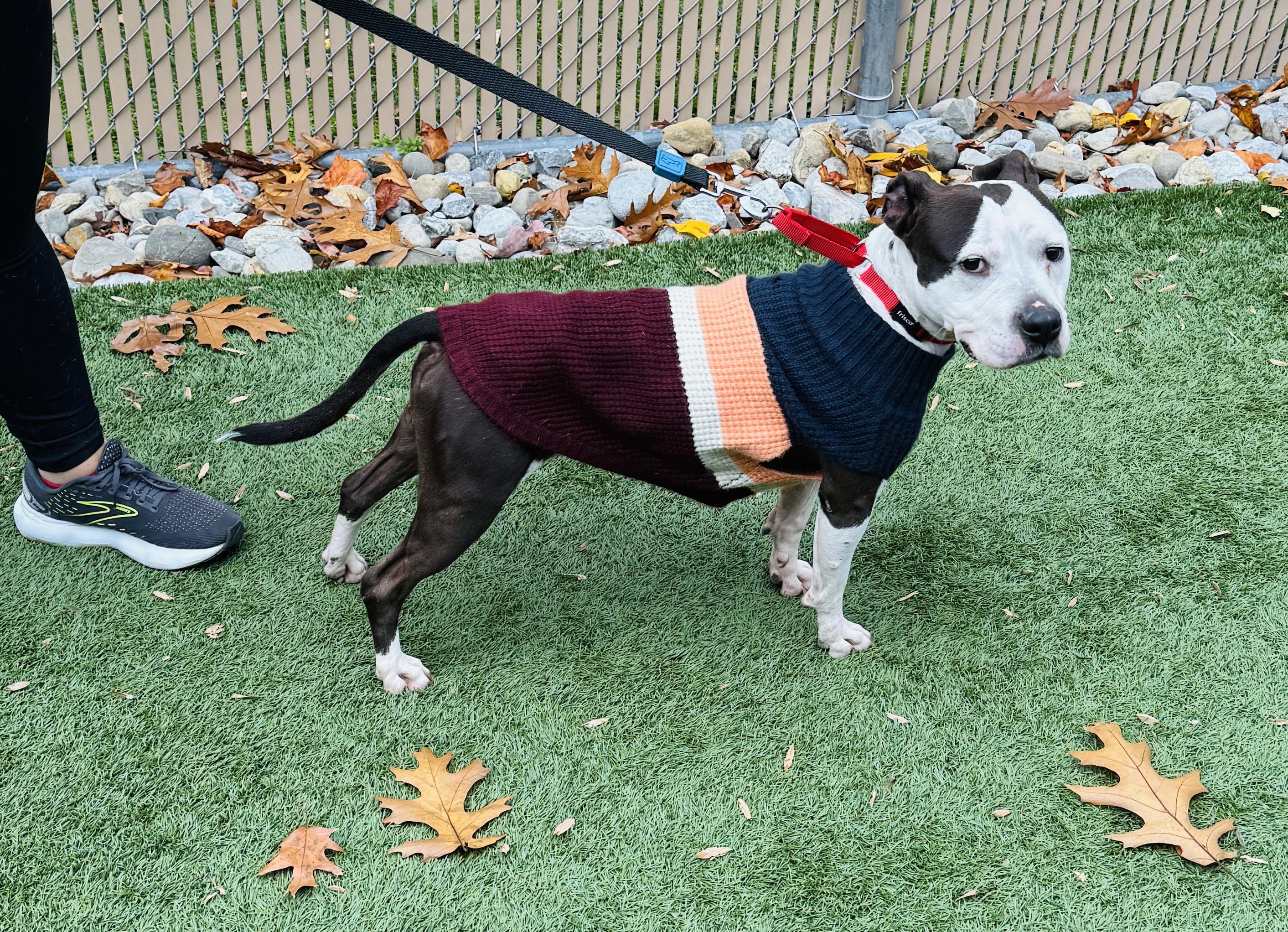 JUNO - Sweet and petite, but abandoned and needs a new home. Look -