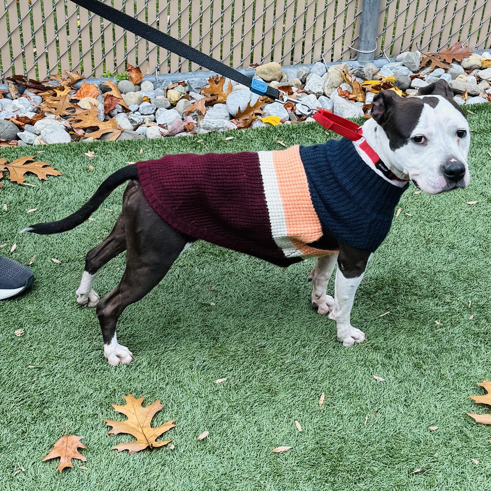 Enlarge JUNO - Sweet and petite, but abandoned and needs a new home. Look -, a Adoptable American Staffordshire Terrier in Clifton, NJ image 4/6
