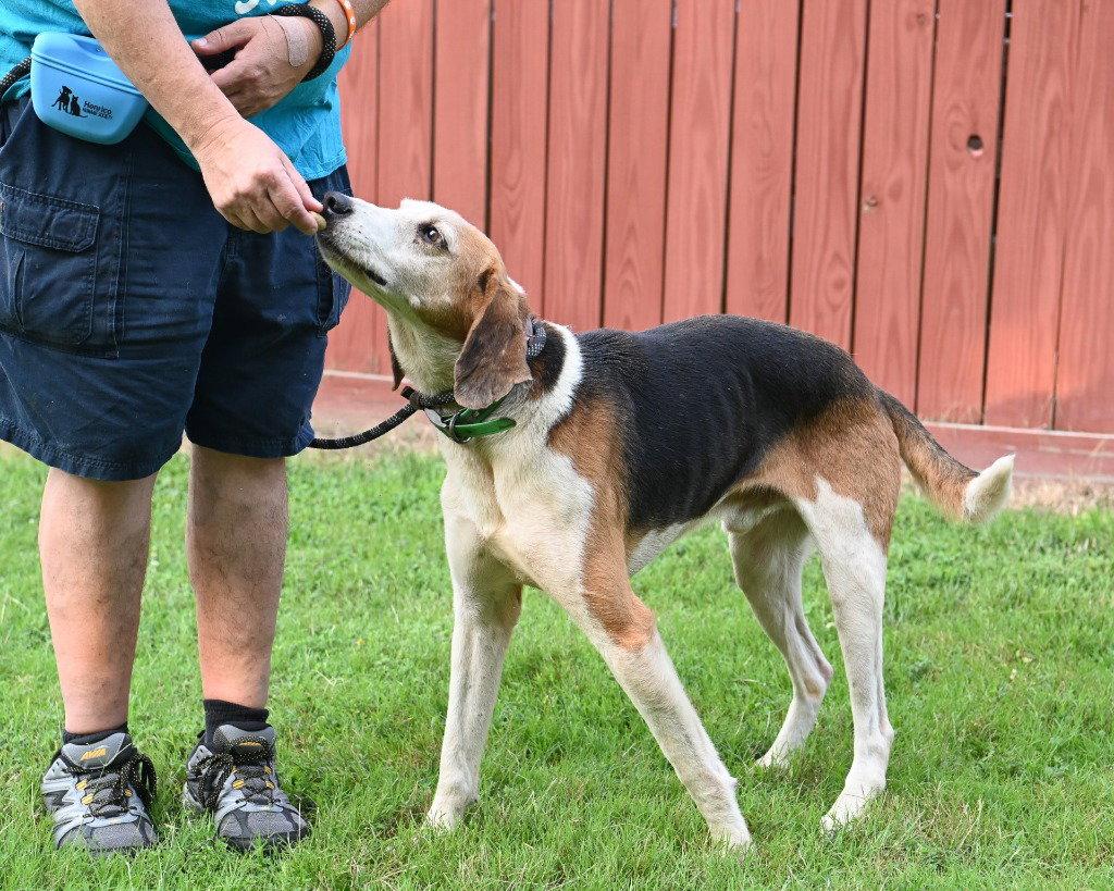 DA 4 Otis, a Adoptable Hound in Glen Allen, VA image 1/3