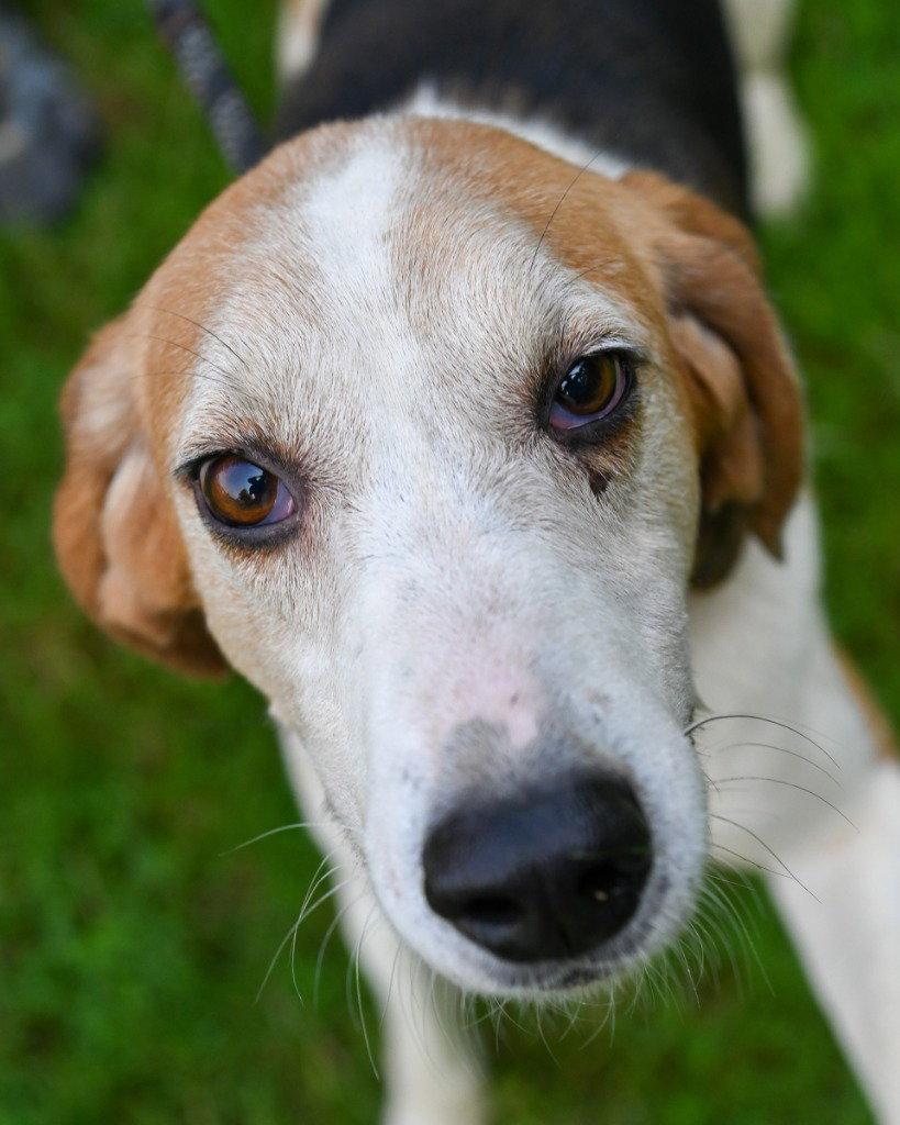 DA 4 Otis, a Adoptable Hound in Glen Allen, VA image 2/3