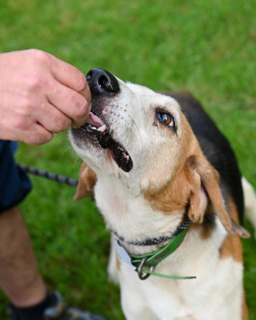 DA 4 Otis, a Adoptable Hound in Glen Allen, VA image 3/3