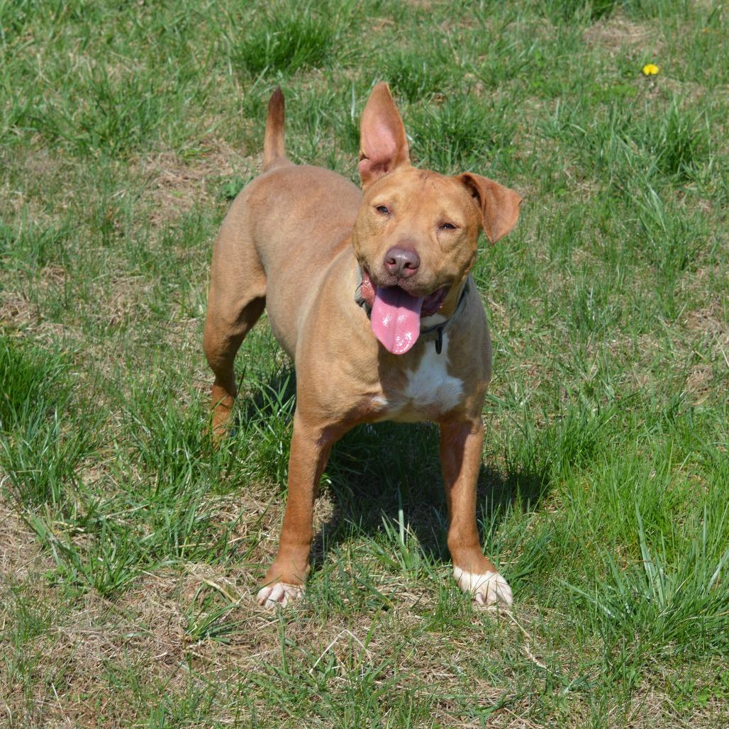 Enlarge Cody, a Adoptable Mixed Breed in Camden, DE image 1/2