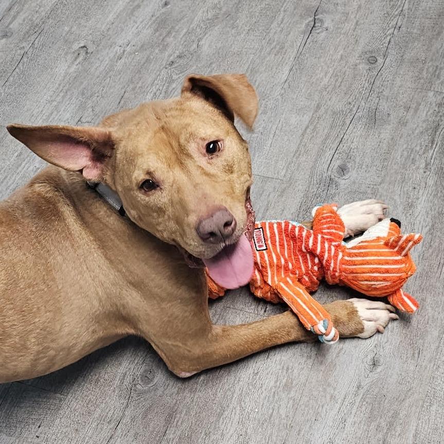 Cody, Adoptable, Senior Male Mixed Breed.