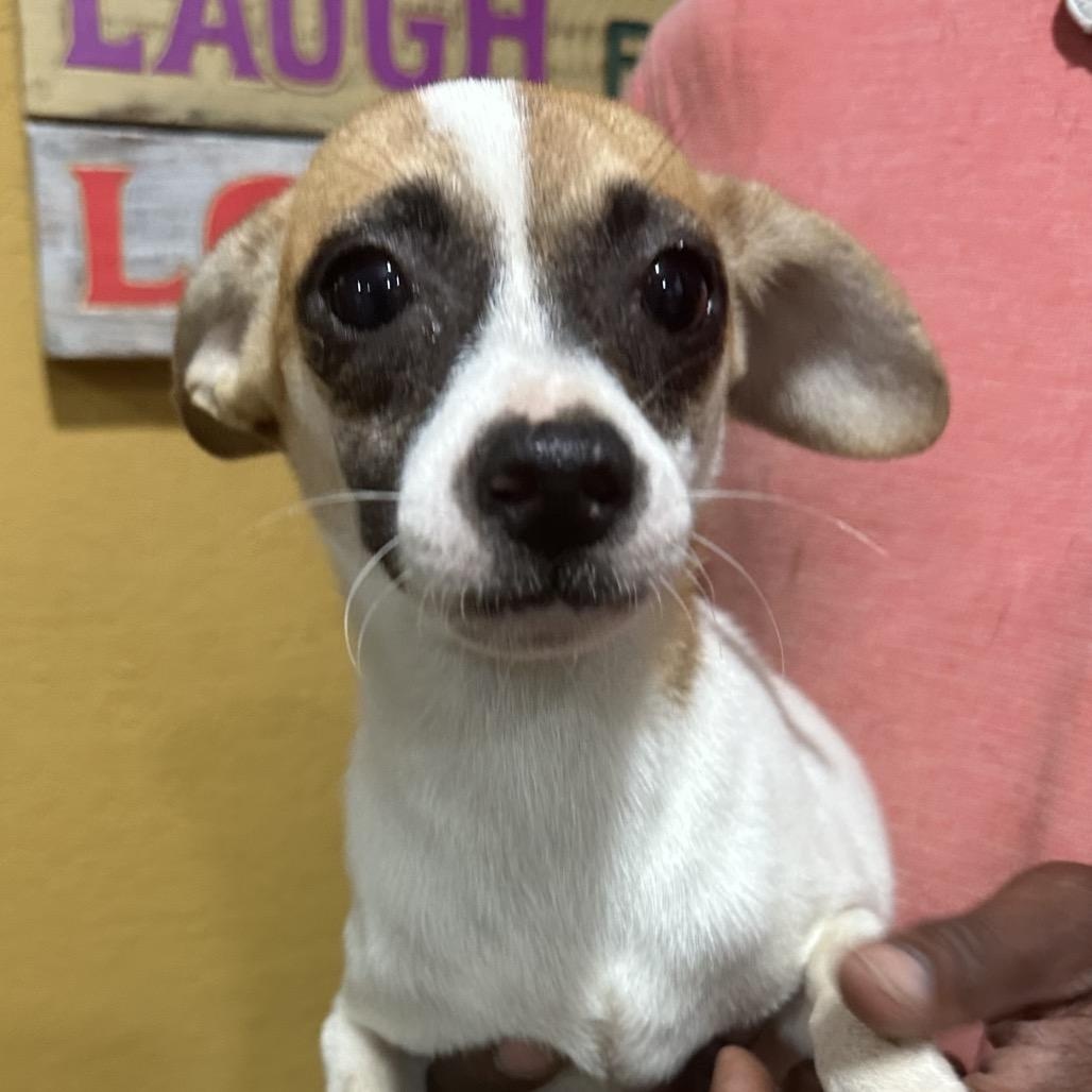 Enlarge Abel - Local November 6-8, a Adoptable mixed breed in Johnston, RI image 1/1