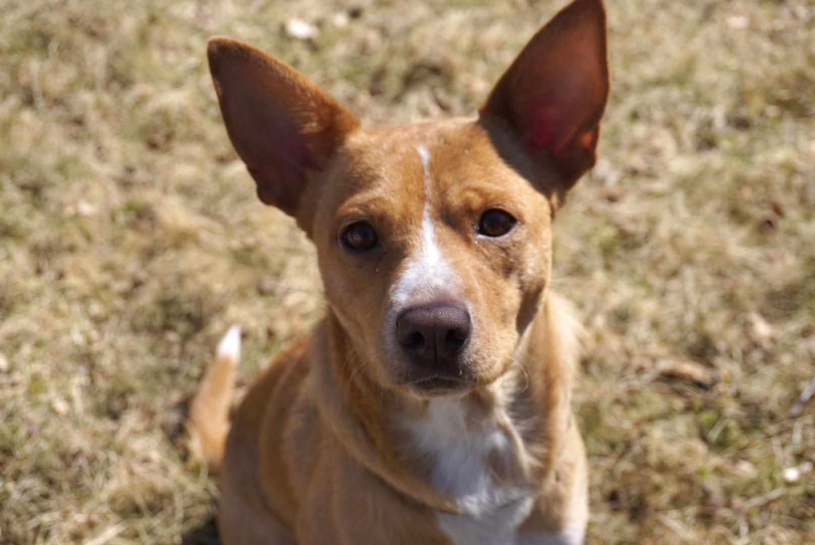Enlarge Donna, a ADOPTABLE mixed breed in Simsbury, CT image 5/5