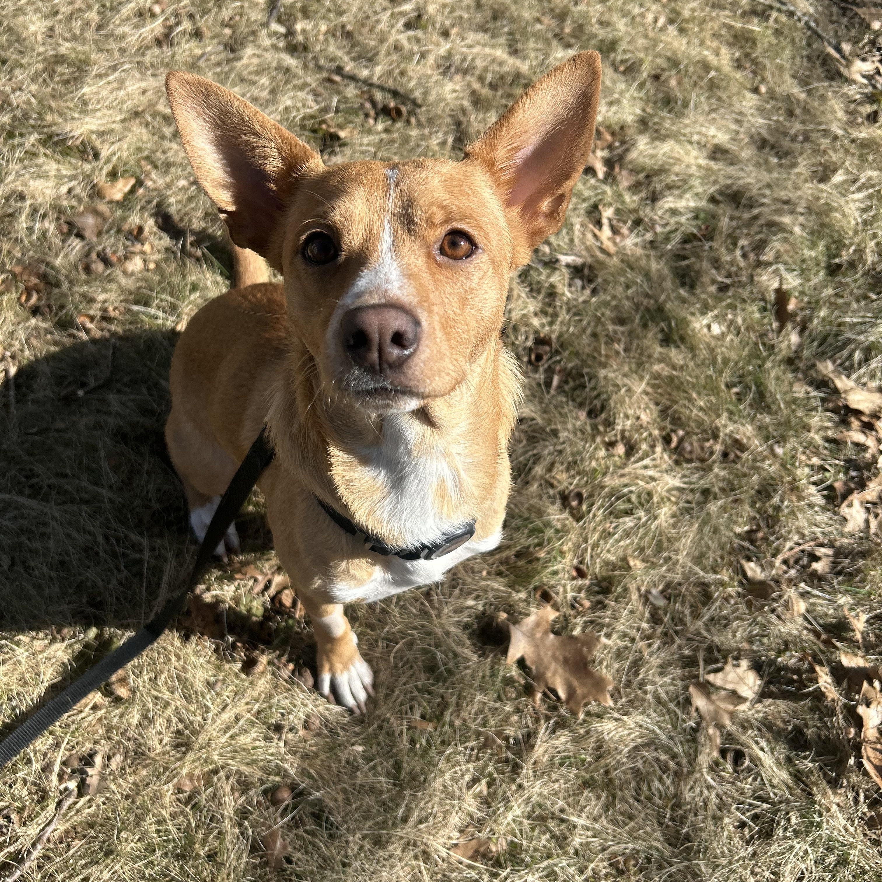 Enlarge Donna, a ADOPTABLE mixed breed in Simsbury, CT image 3/5
