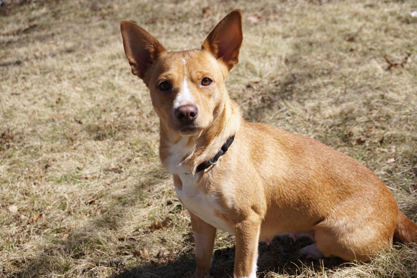 Enlarge Donna, a ADOPTABLE mixed breed in Simsbury, CT image 4/5