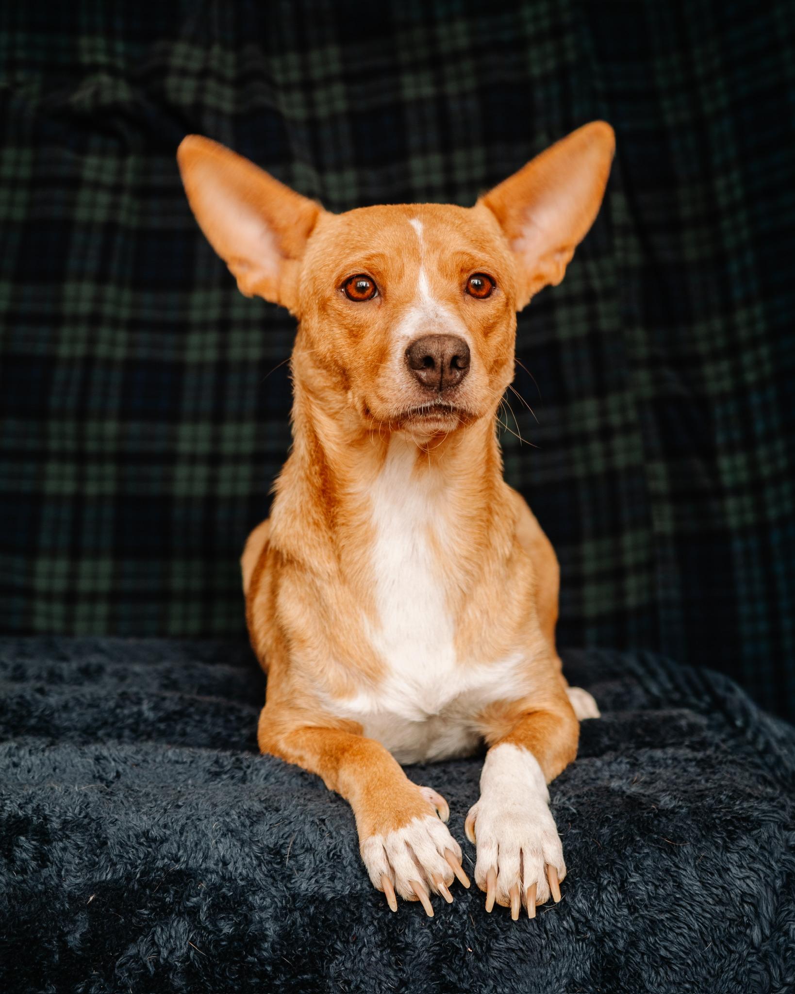 Enlarge Donna, a ADOPTABLE mixed breed in Simsbury, CT image 2/5