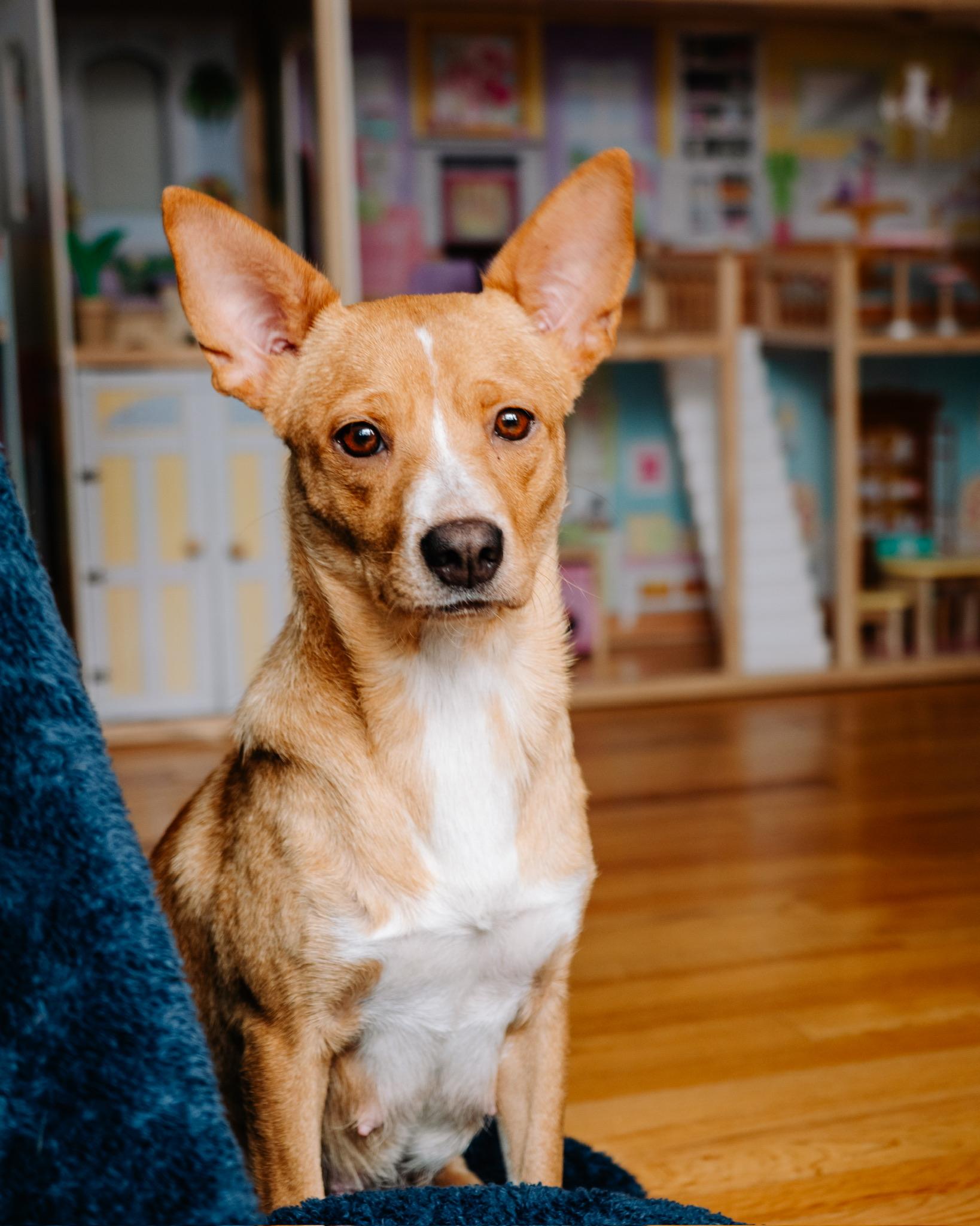 Donna, ADOPTABLE, Adult Female Terrier & Chihuahua.