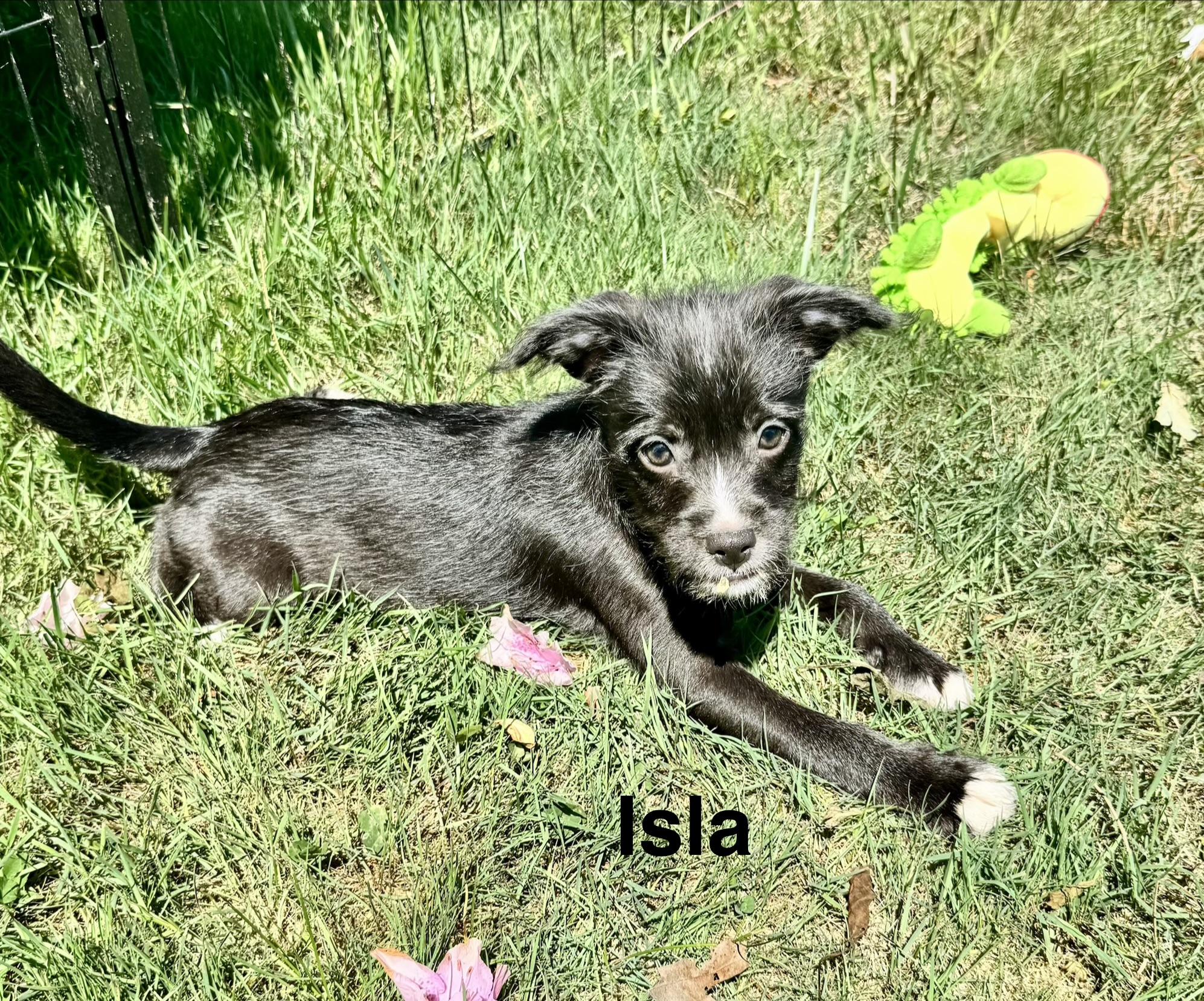 Isla, Adoptable, Puppy Female Terrier.