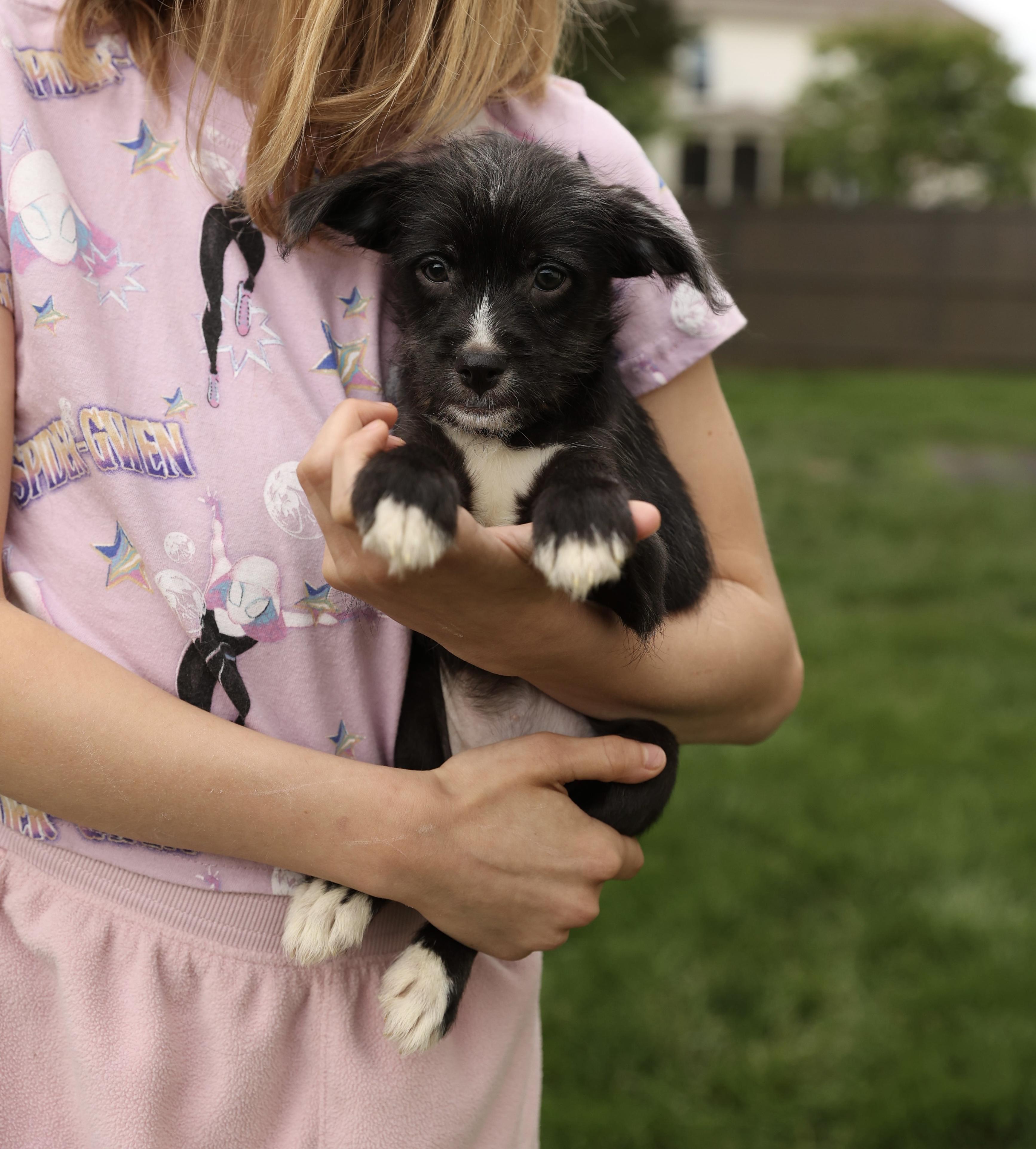 Enlarge Isla, a Adoptable mixed breed in Millsboro, DE image 3/6