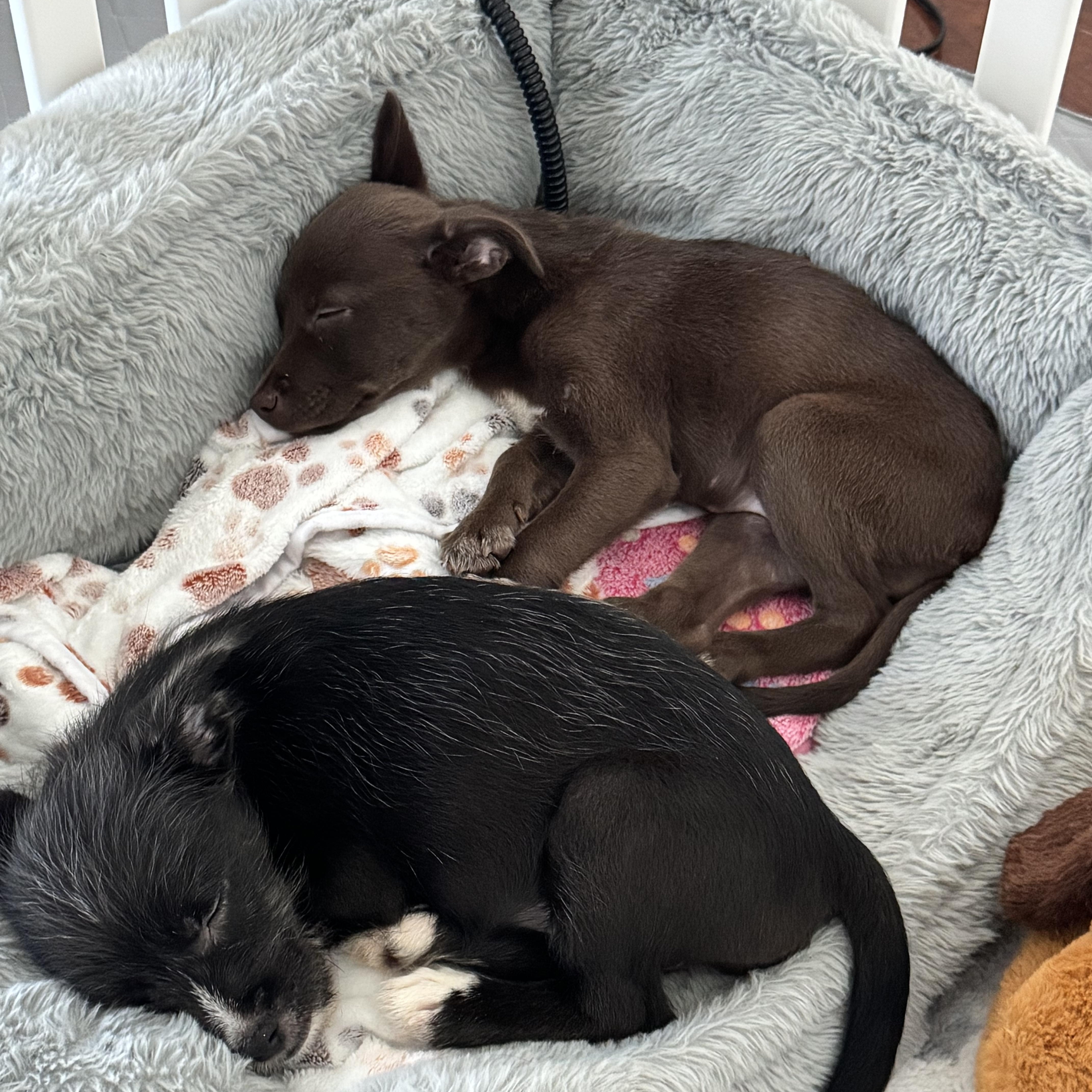 Enlarge Isla, a Adoptable mixed breed in Millsboro, DE image 2/6