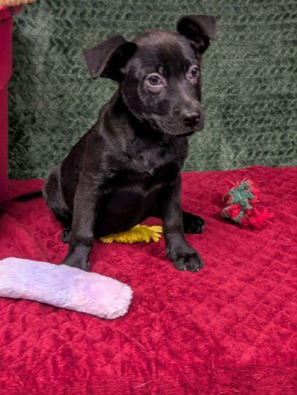 Enlarge Delta, a ADOPTABLE mixed breed in Cleburne, TX image 1/2