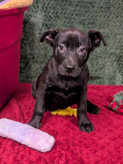 Enlarge Delta, a ADOPTABLE mixed breed in Cleburne, TX image 2/2