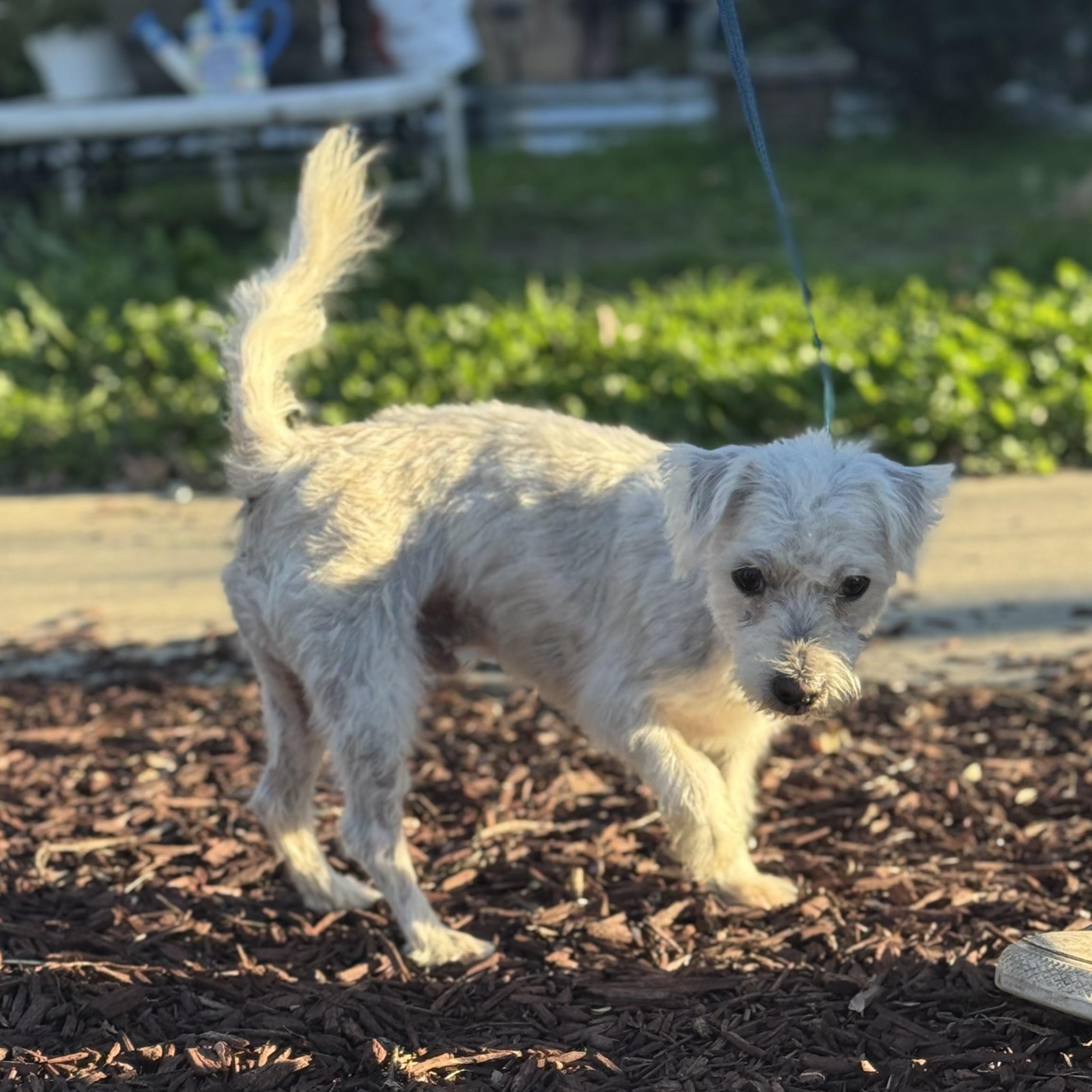 Mr. Softy Frank thumbnail 2