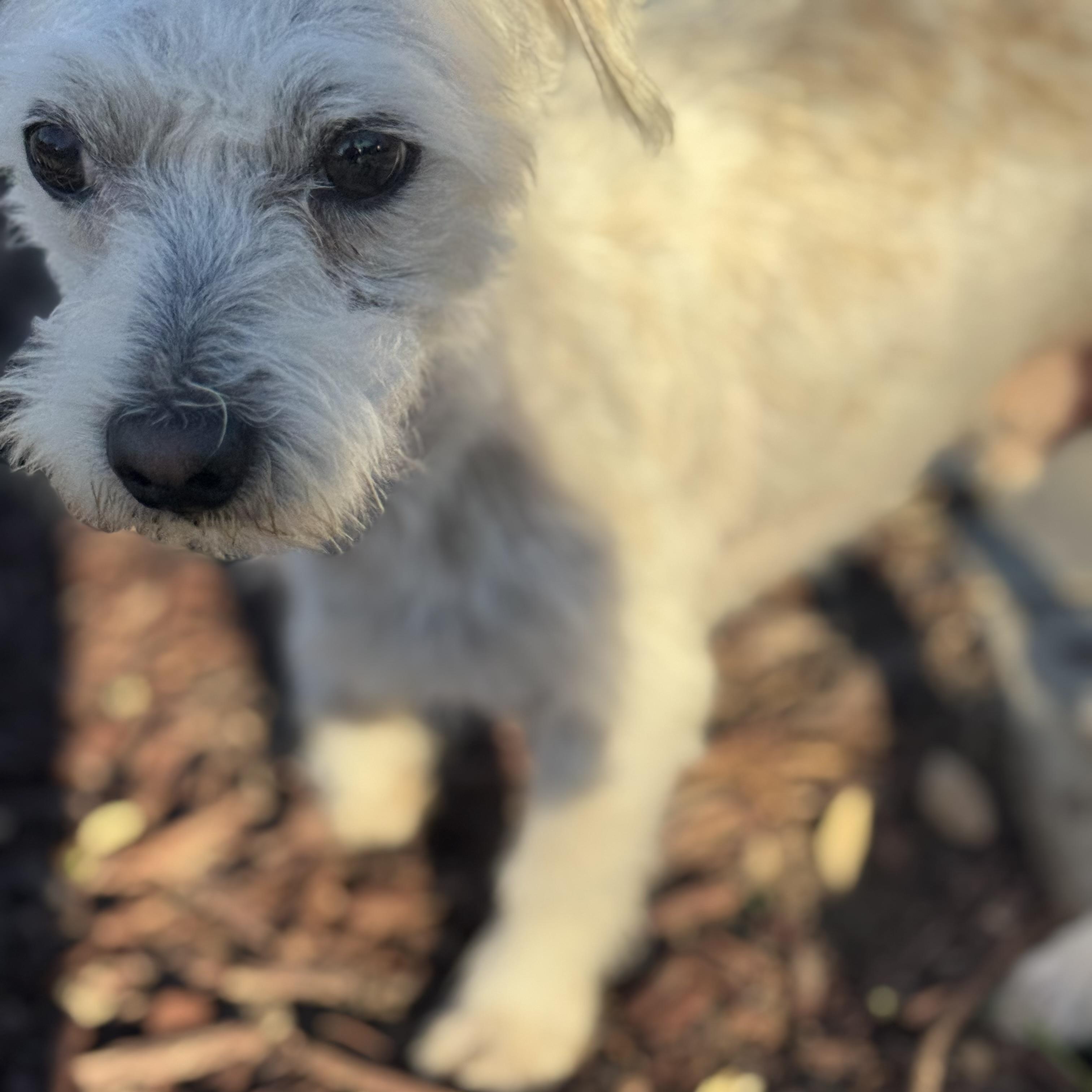 Mr. Softy Frank thumbnail 3