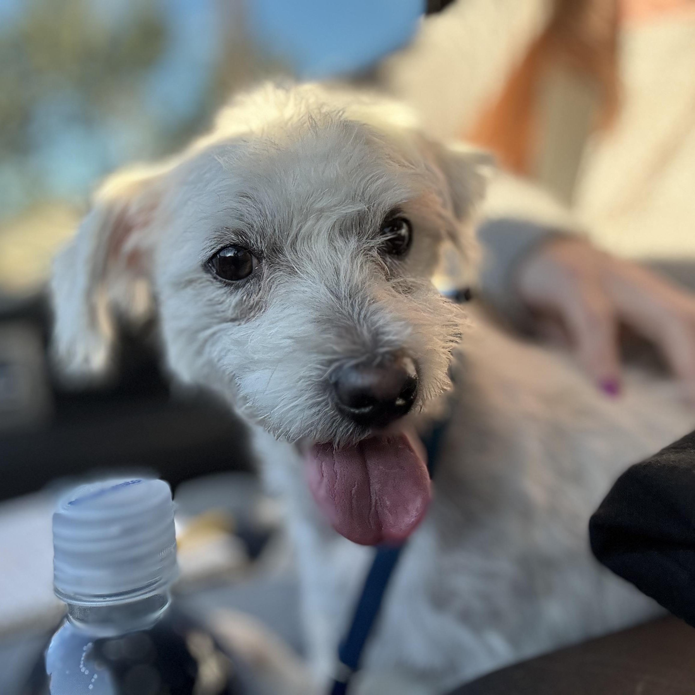 Mr. Softy Frank thumbnail 4