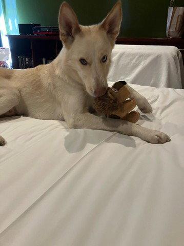 Pipo, a Adoptable mixed breed in Etobicoke, ON image 1/3