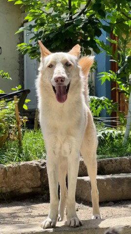 Pipo, a Adoptable mixed breed in Etobicoke, ON image 2/3