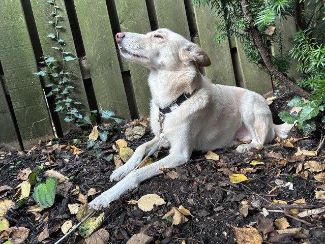 Pipo, a Adoptable mixed breed in Etobicoke, ON image 3/3