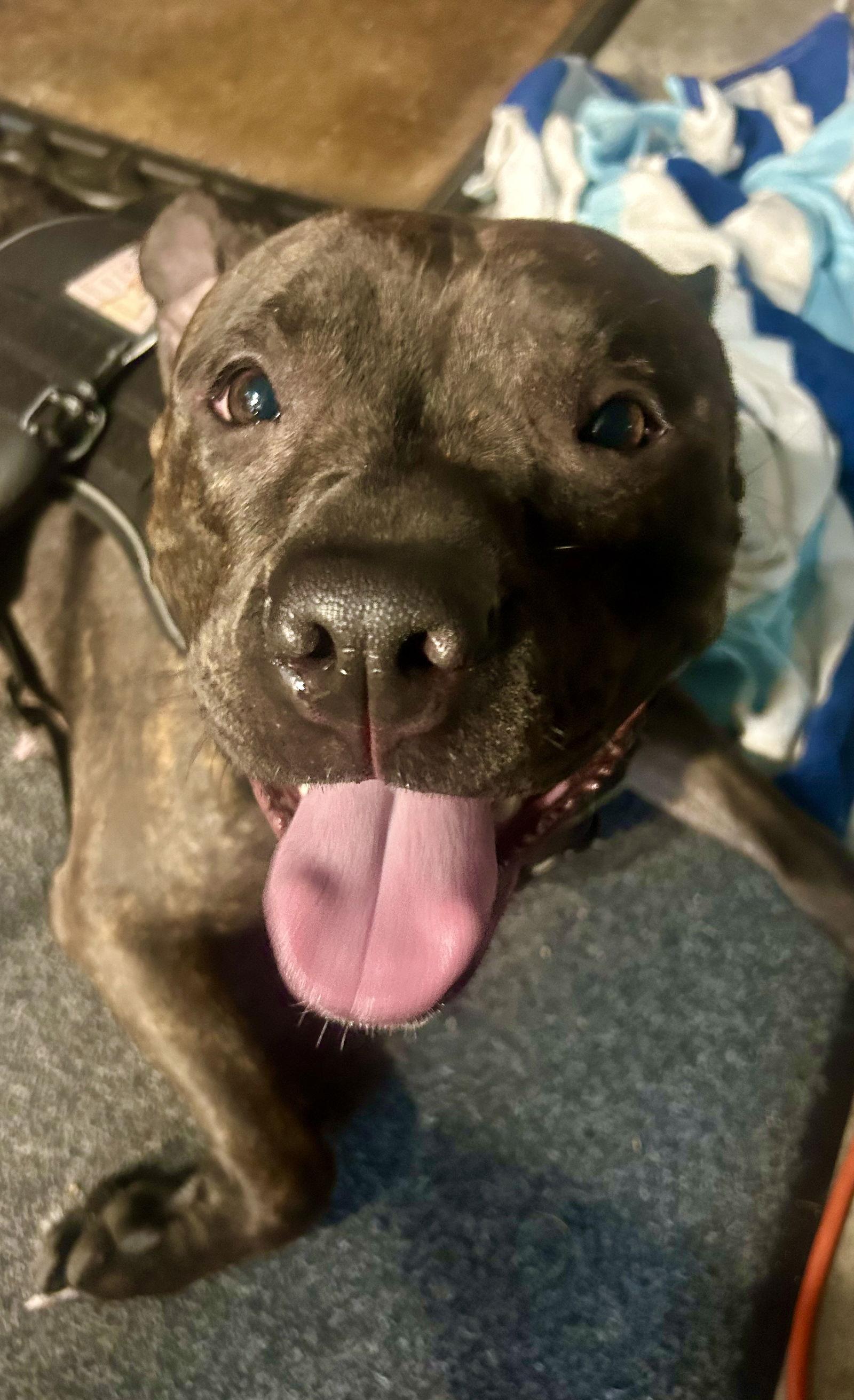 Lilly G, Adoptable, Adult Female Staffordshire Bull Terrier.