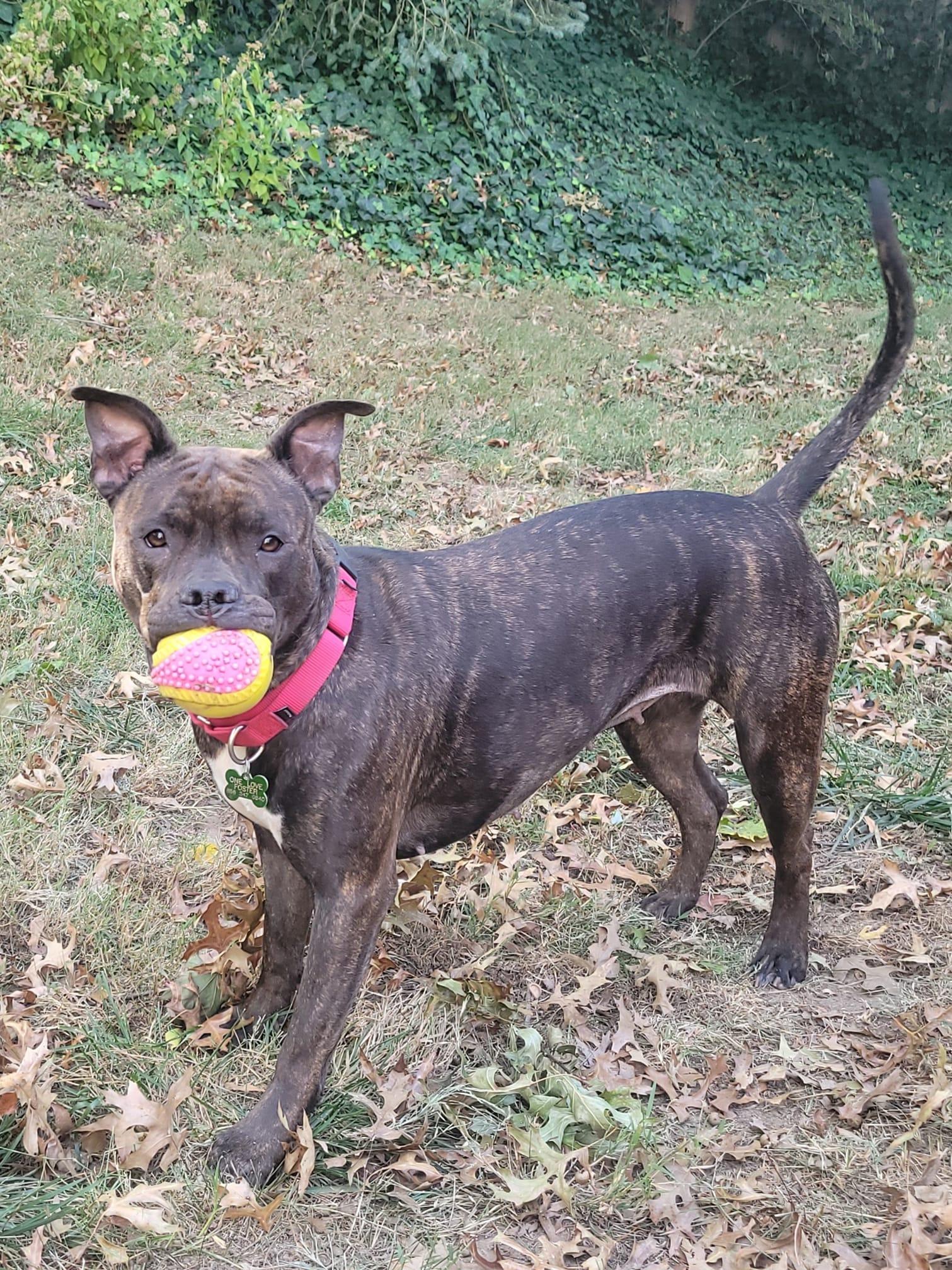 Lilly G, a Adoptable Staffordshire Bull Terrier in Blackwood, NJ image 2/3