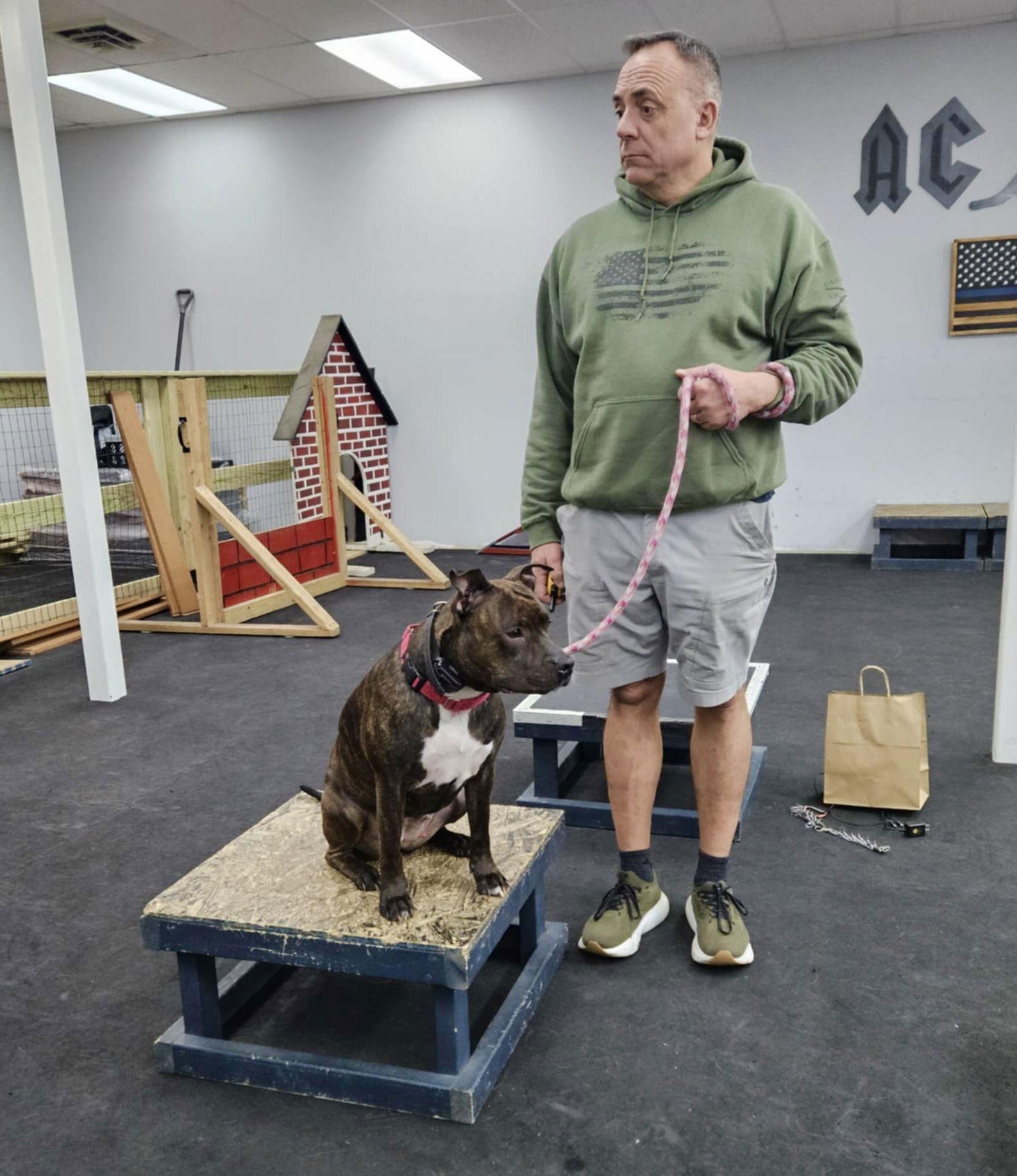 Lilly G, a Adoptable Staffordshire Bull Terrier in Blackwood, NJ image 3/3