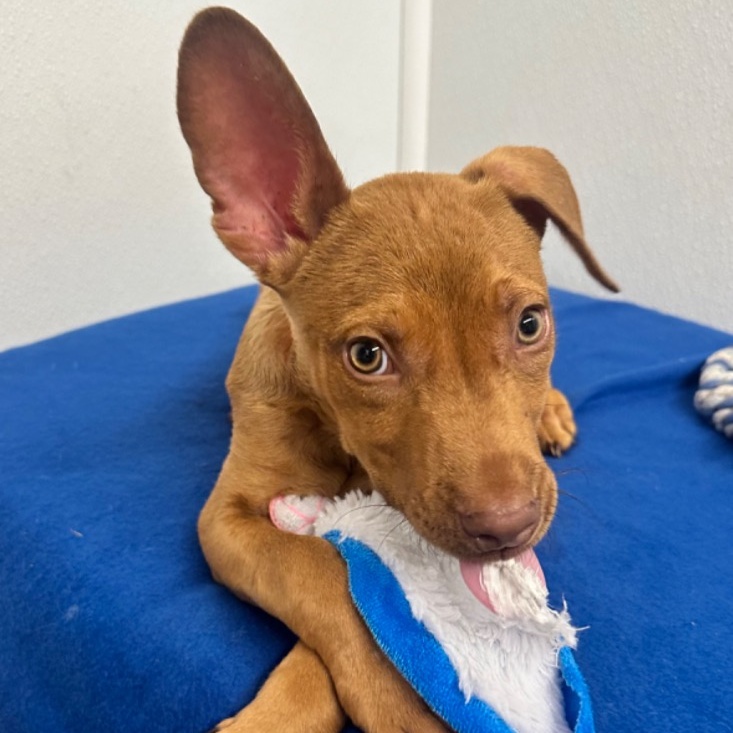 Dog for adoption Jimi Hendrix, a Mixed Breed in Moses Lake, WA