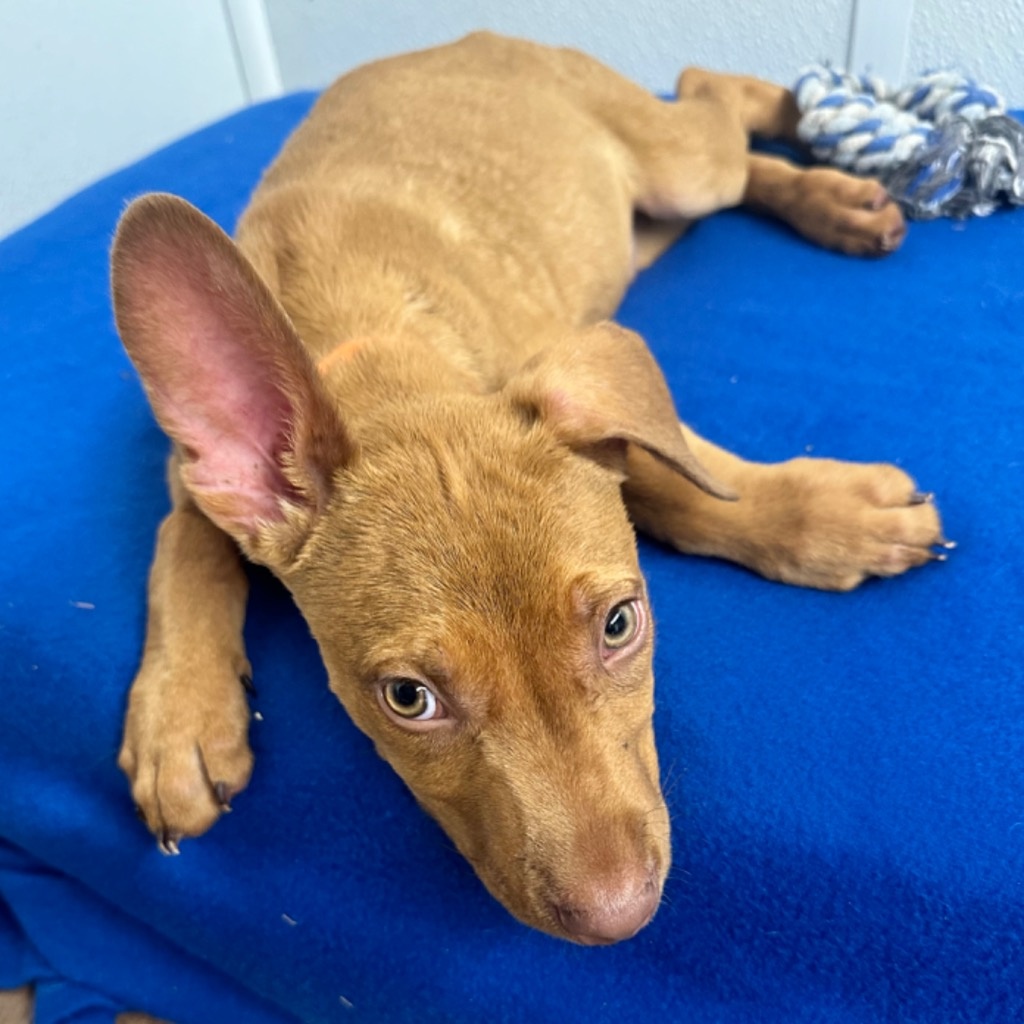 Dog for adoption Jimi Hendrix, a Mixed Breed in Moses Lake, WA