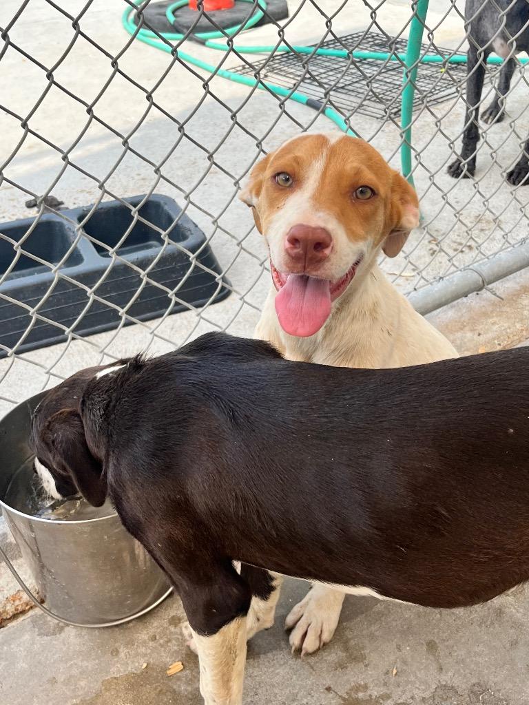 Shiva, a Adoptable mixed breed in Greenwood, MS image 1/2
