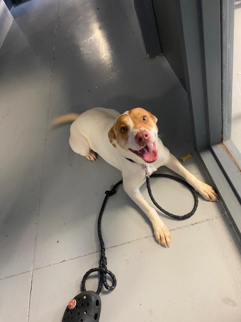 Shiva, a Adoptable mixed breed in Greenwood, MS image 1/2