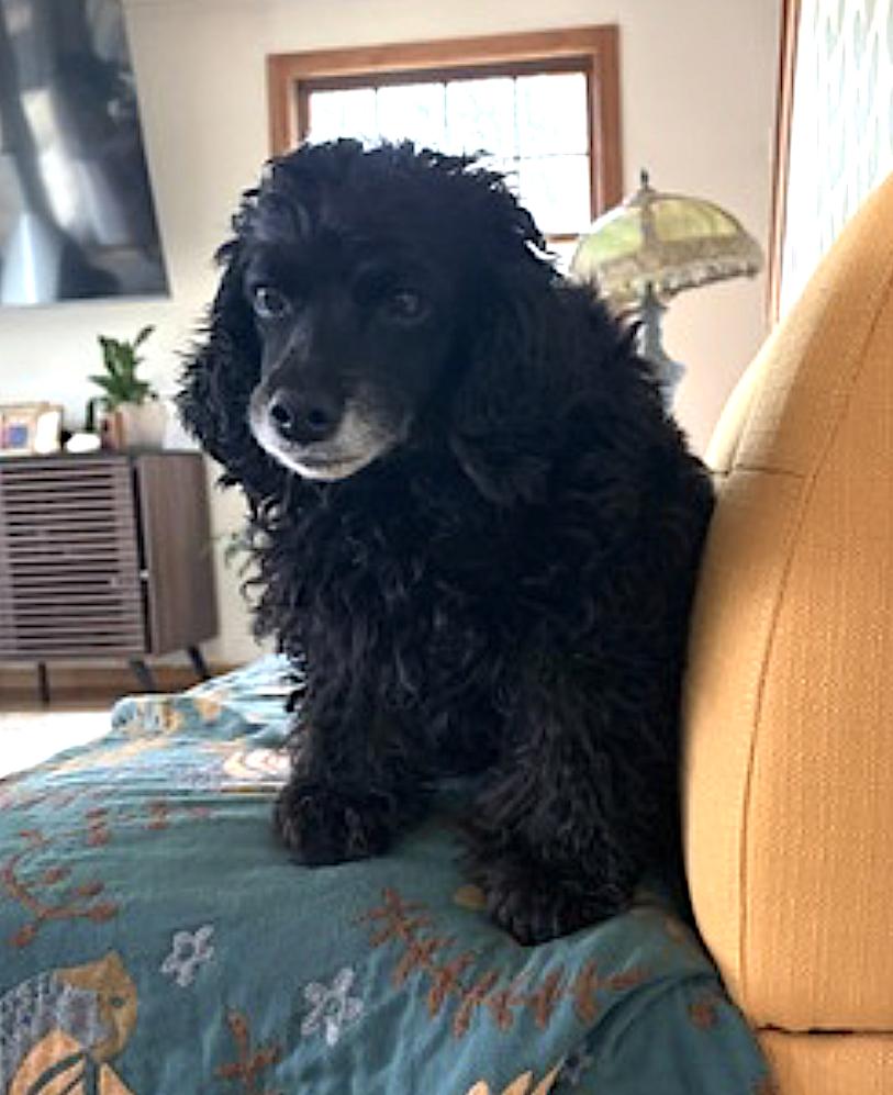 Harley and Marvel, an adoptable Cockapoo, Miniature Schnauzer in Woodstock, CT, 06281 | Photo Image 3
