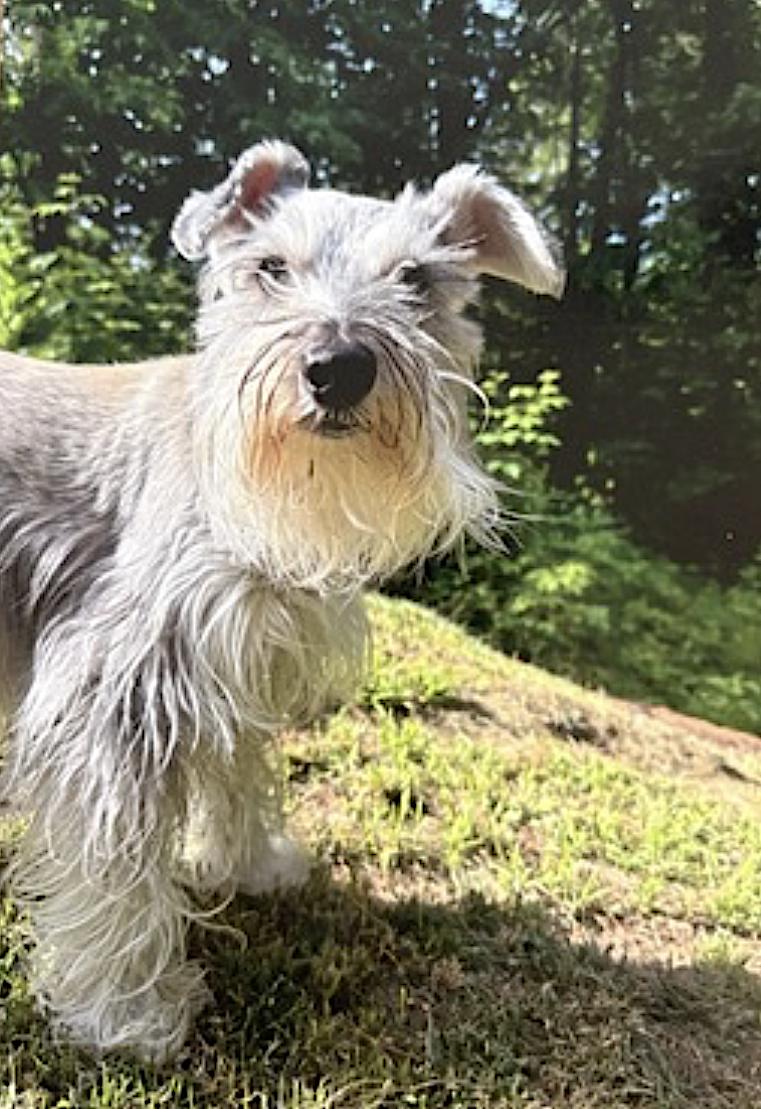 Harley and Marvel, an adoptable Cockapoo, Miniature Schnauzer in Woodstock, CT, 06281 | Photo Image 6