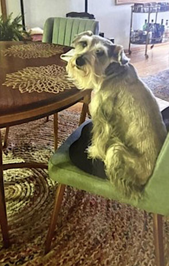 Harley and Marvel, an adoptable Cockapoo, Miniature Schnauzer in Woodstock, CT, 06281 | Photo Image 2