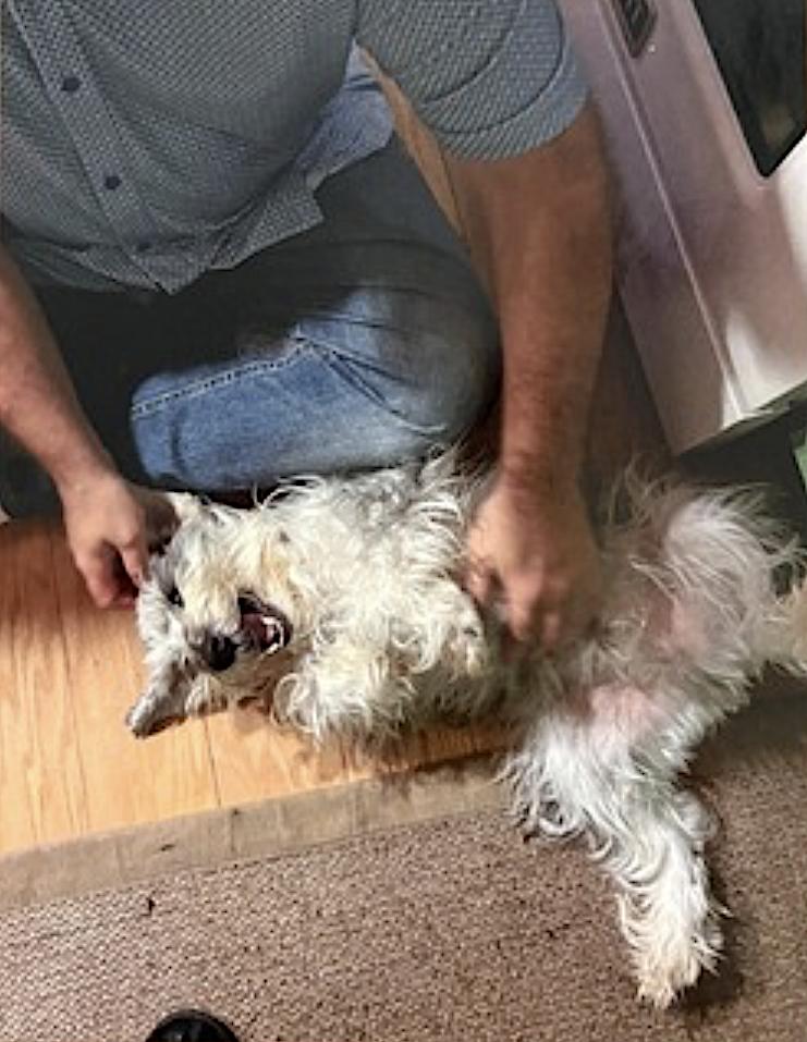 Harley and Marvel, an adoptable Cockapoo, Miniature Schnauzer in Woodstock, CT, 06281 | Photo Image 4