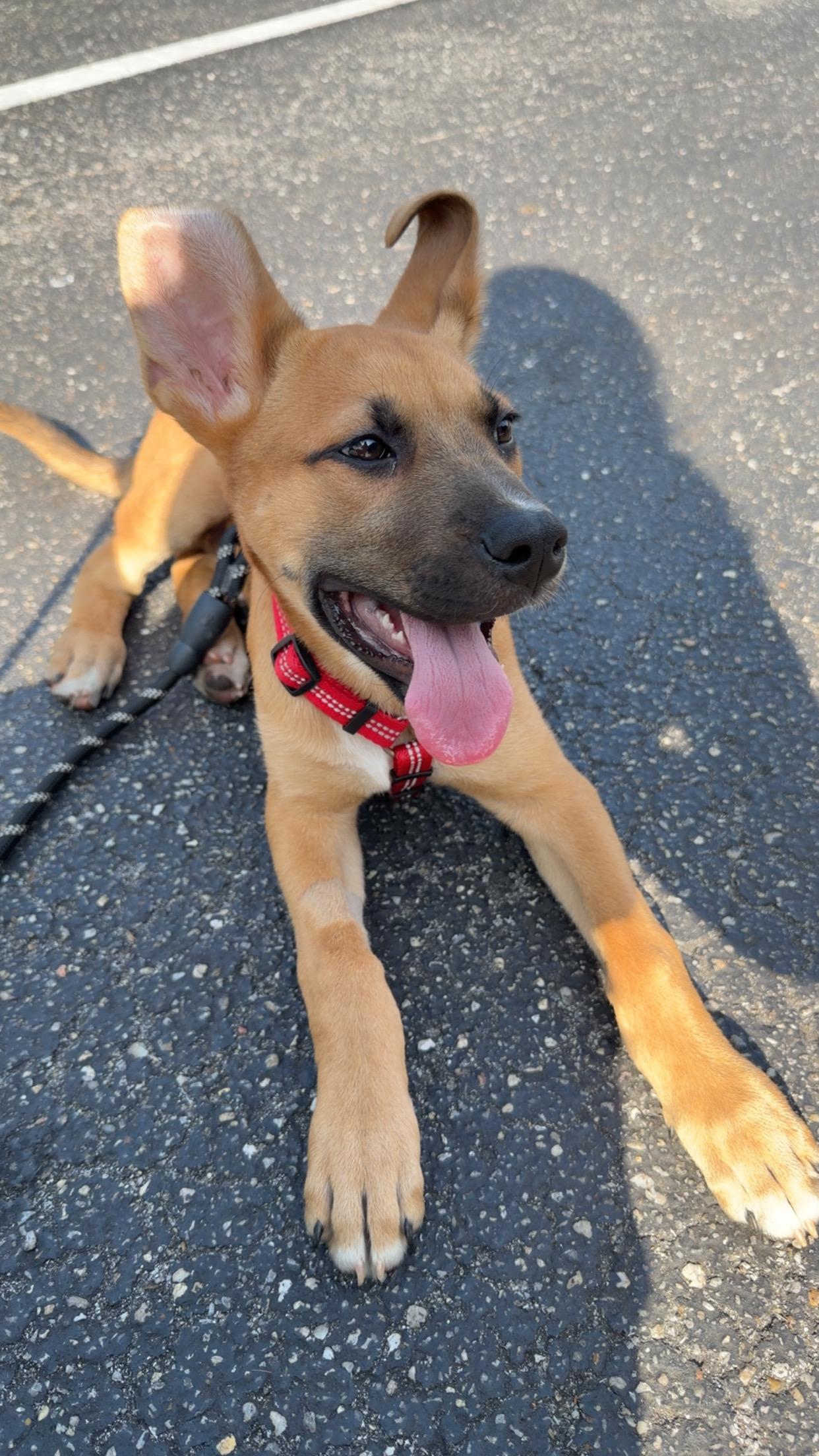 Enlarge Finn, a Adoptable mixed breed in Johnston, RI image 2/2
