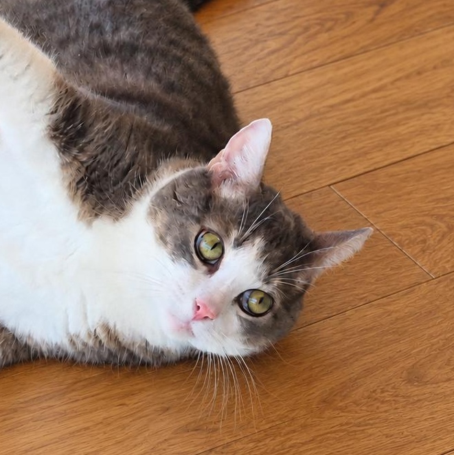 Cannoli, Adoptable, Adult Male Domestic Short Hair.