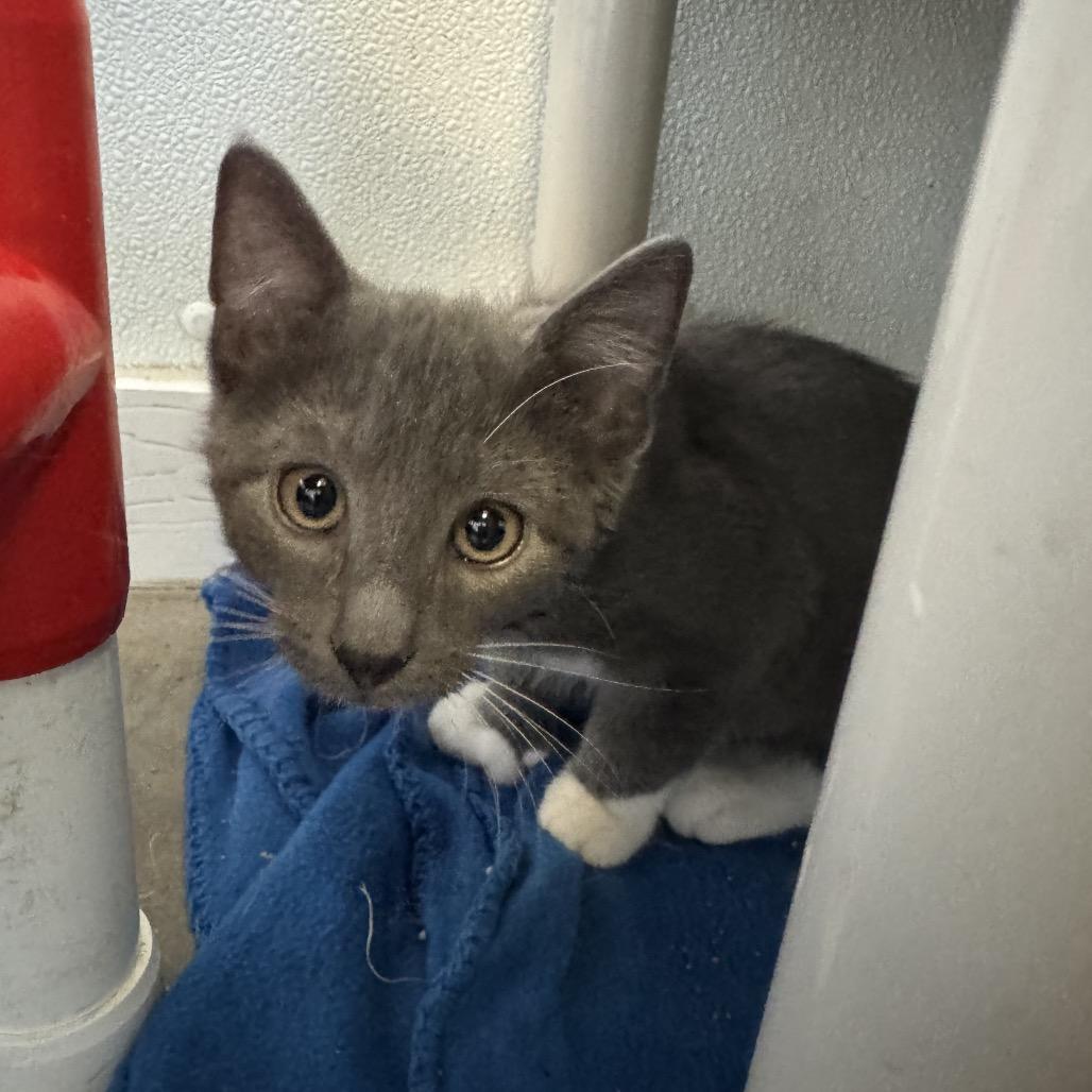 Calista, Adoptable, Young Female Domestic Short Hair.